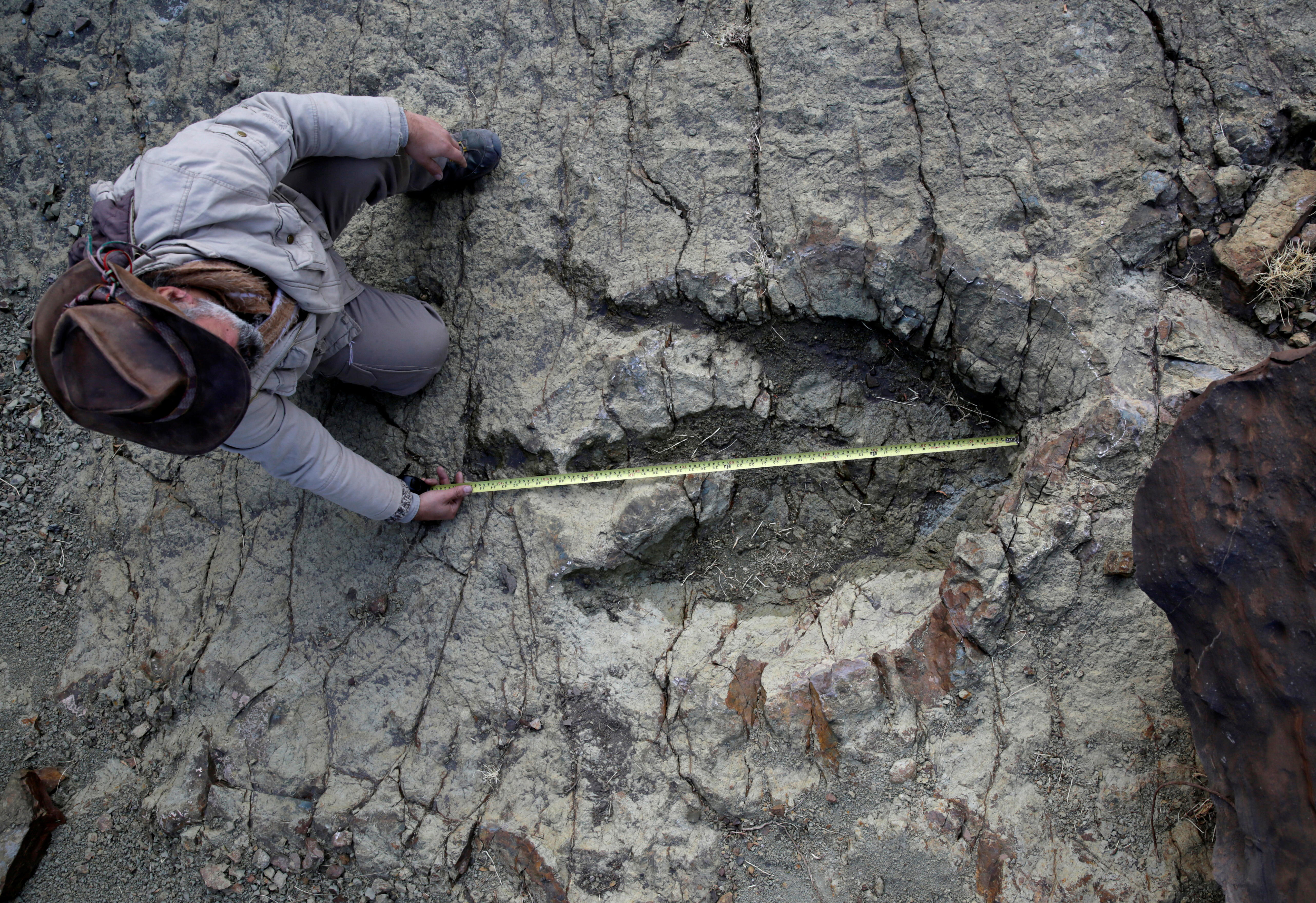 Fossil dinosaur footprint