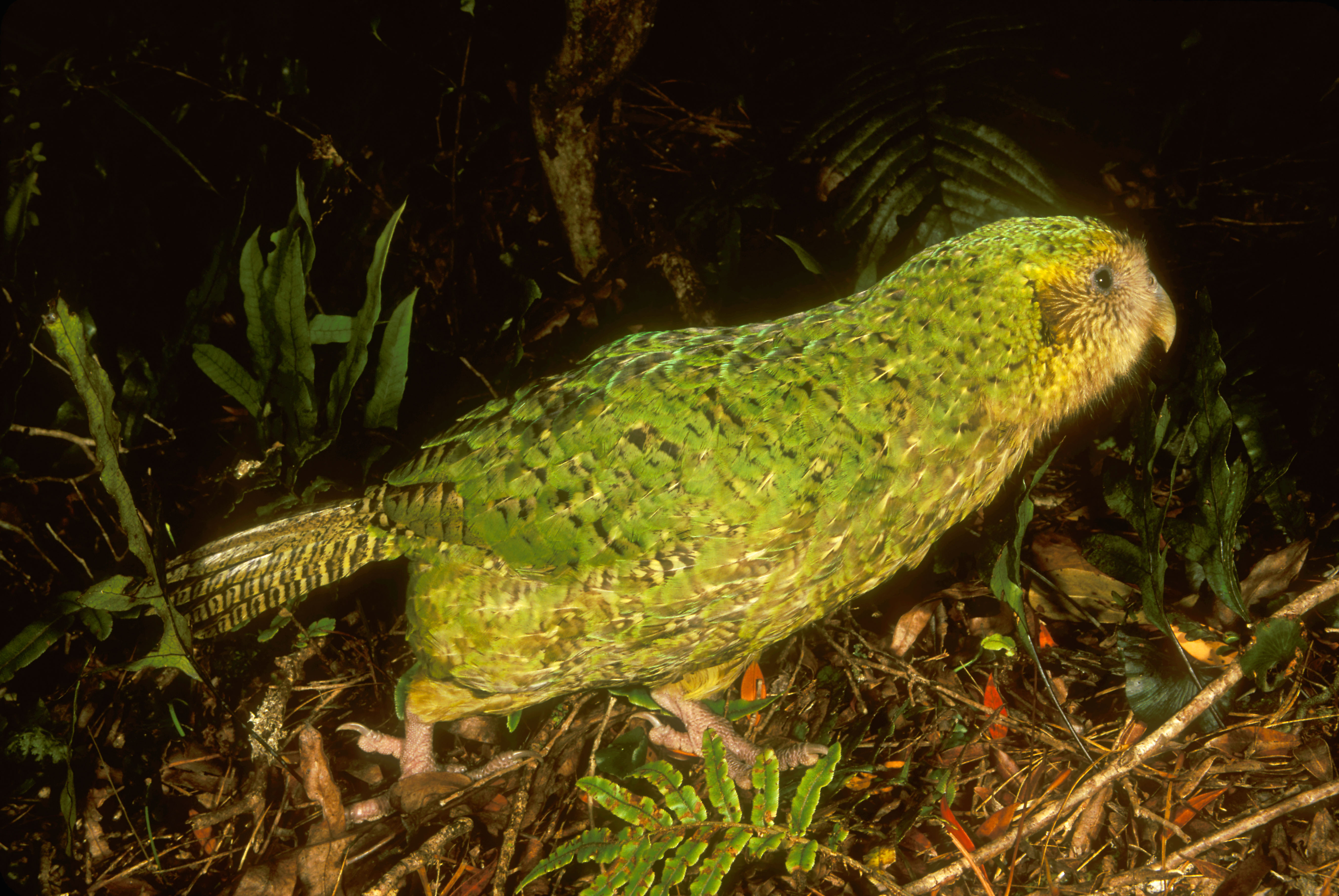 Kākāpō