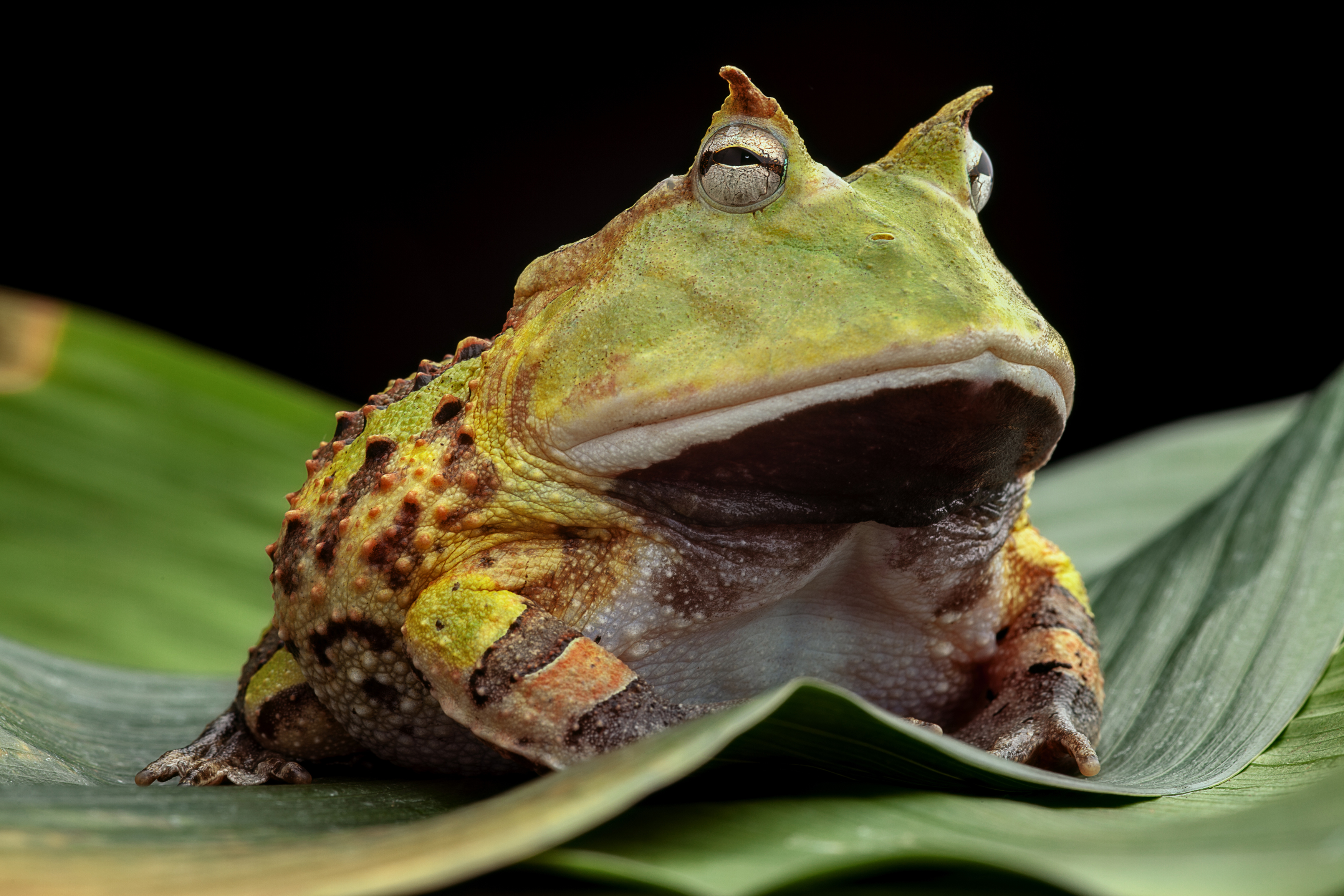 Horned frog