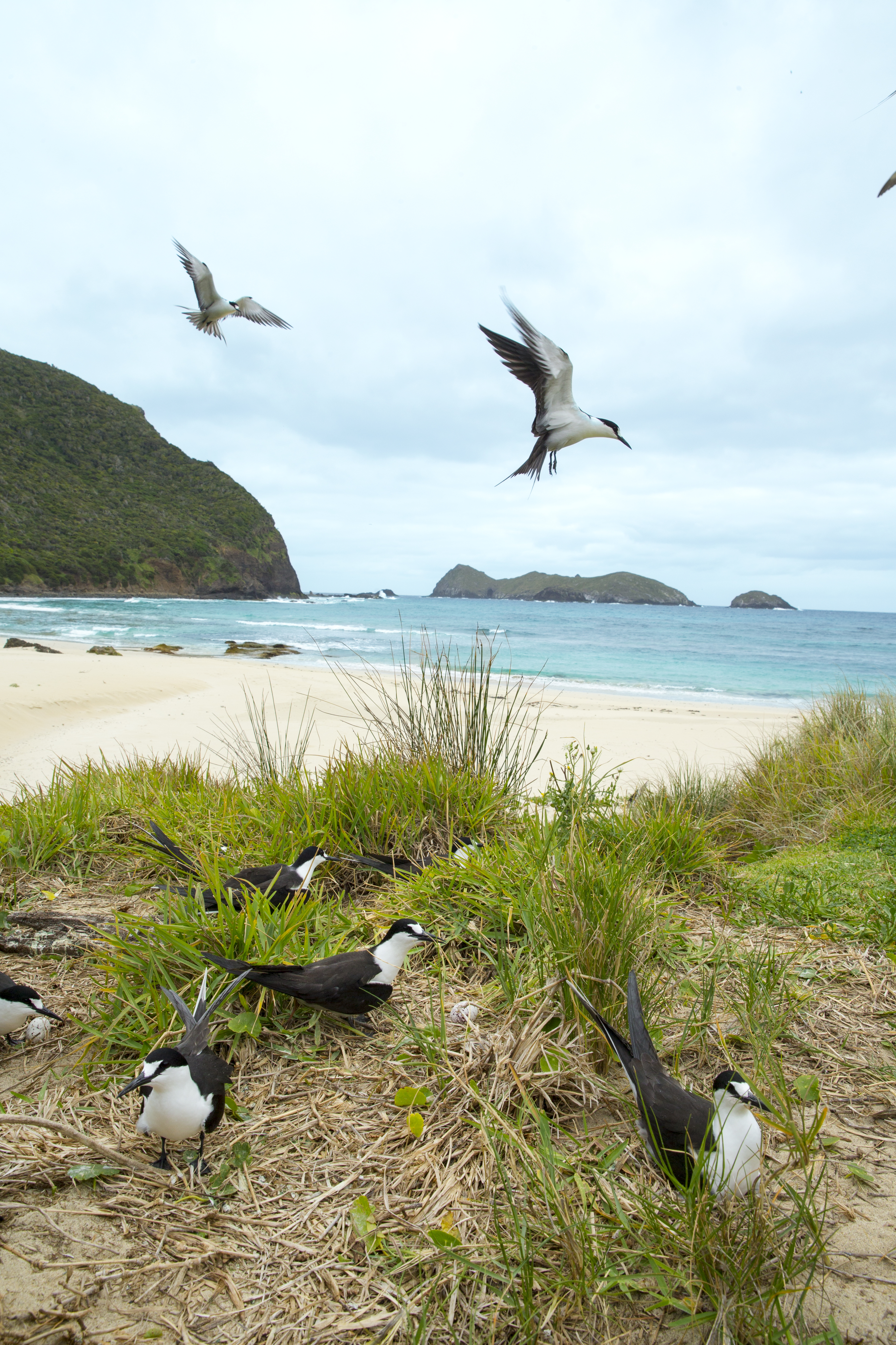 Sooty terns on Lord Howe Island