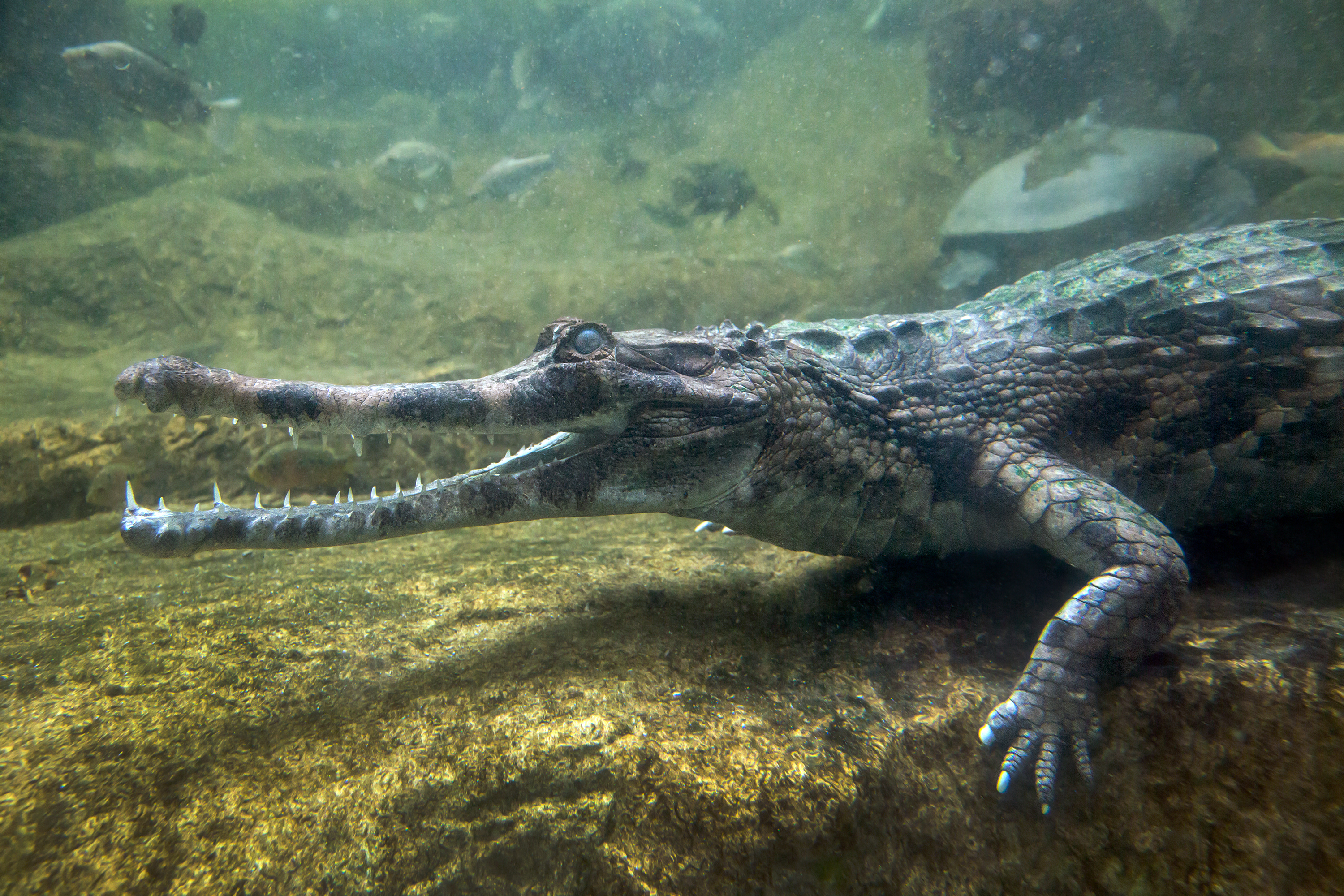 Gavial