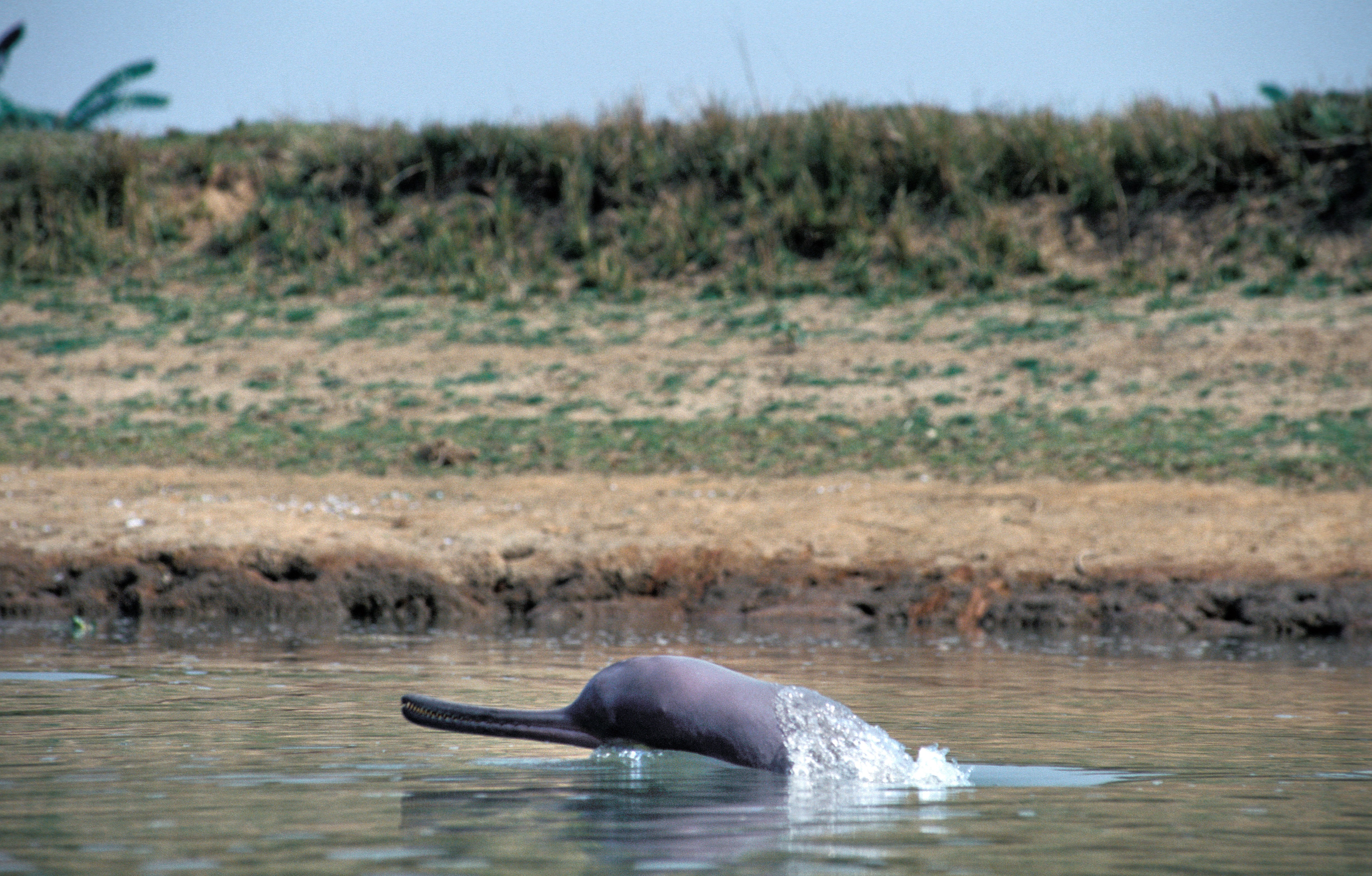 Ganges dolphin