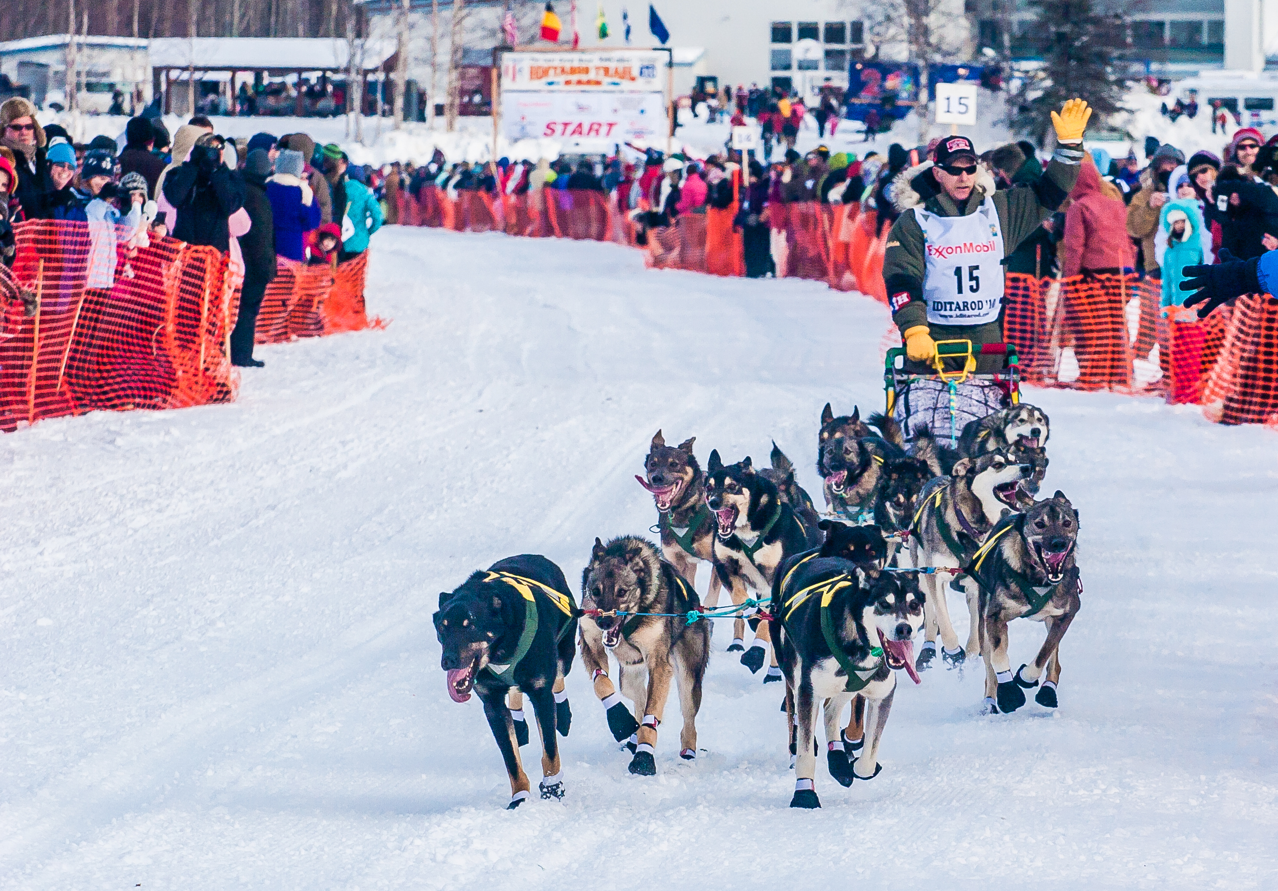 Iditarod sled dog race