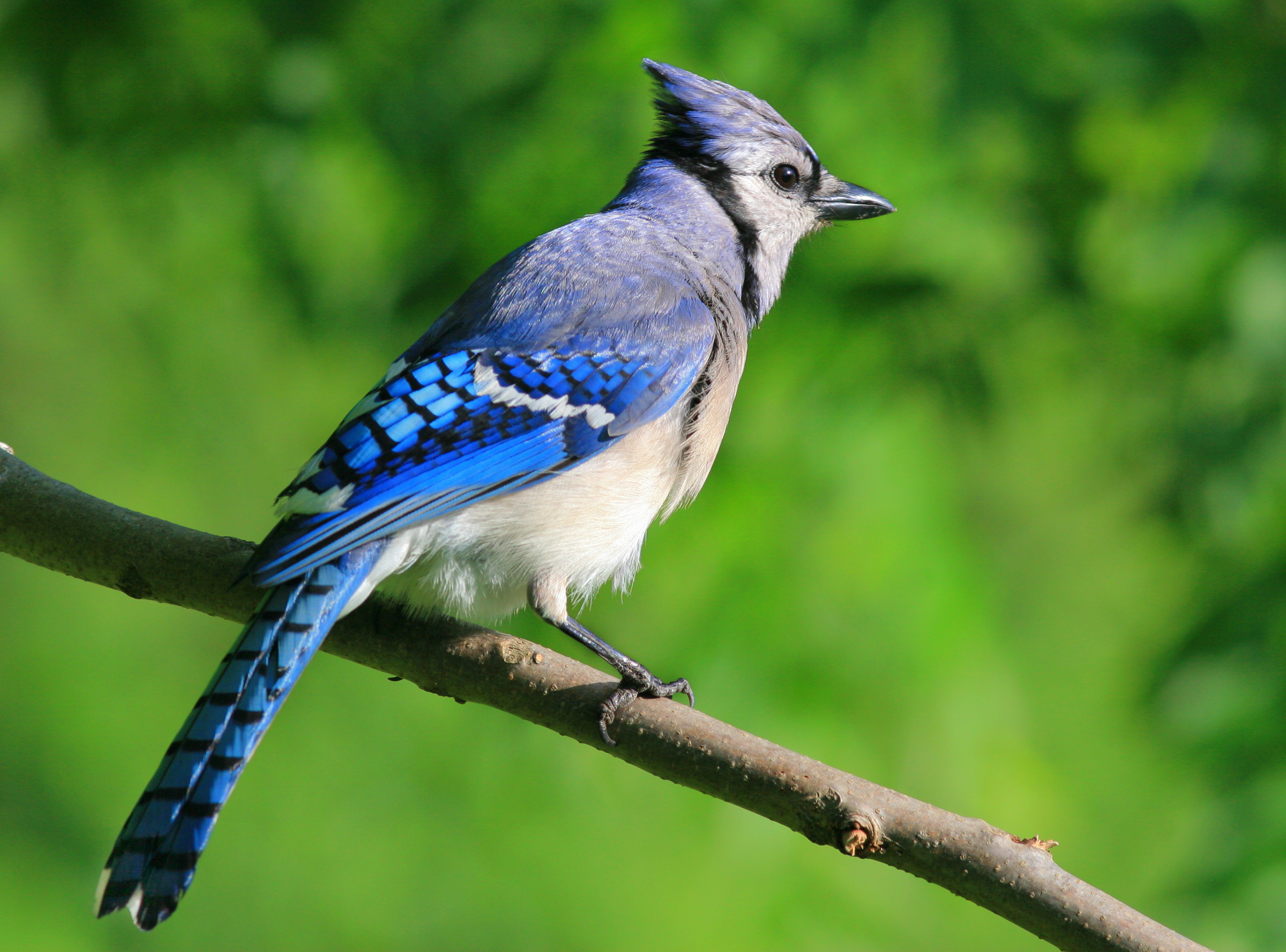 Blue jay