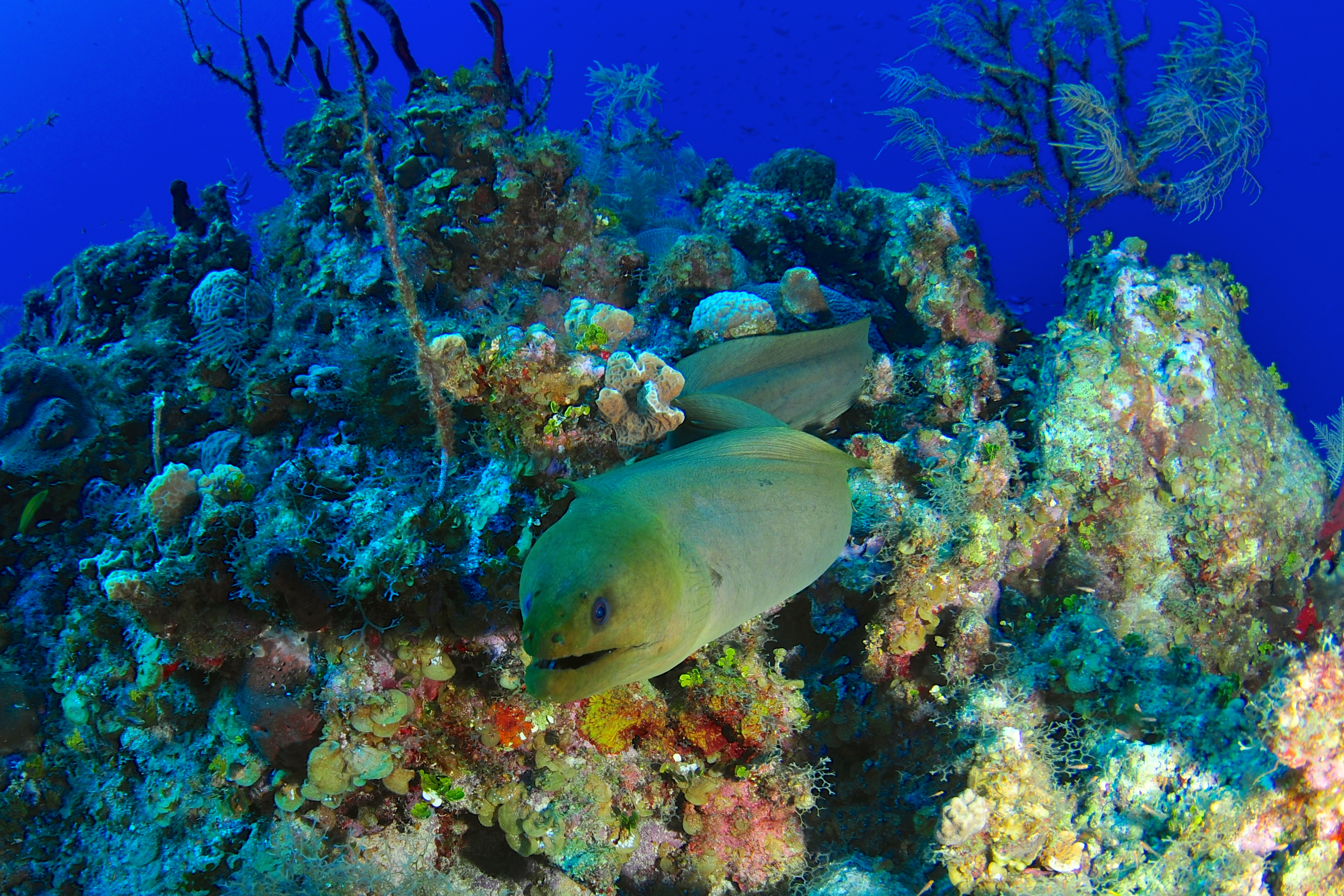 Green moray eel