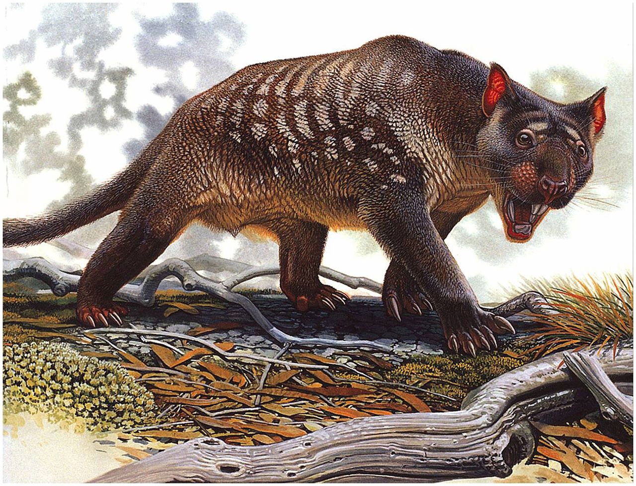 Marsupial lion