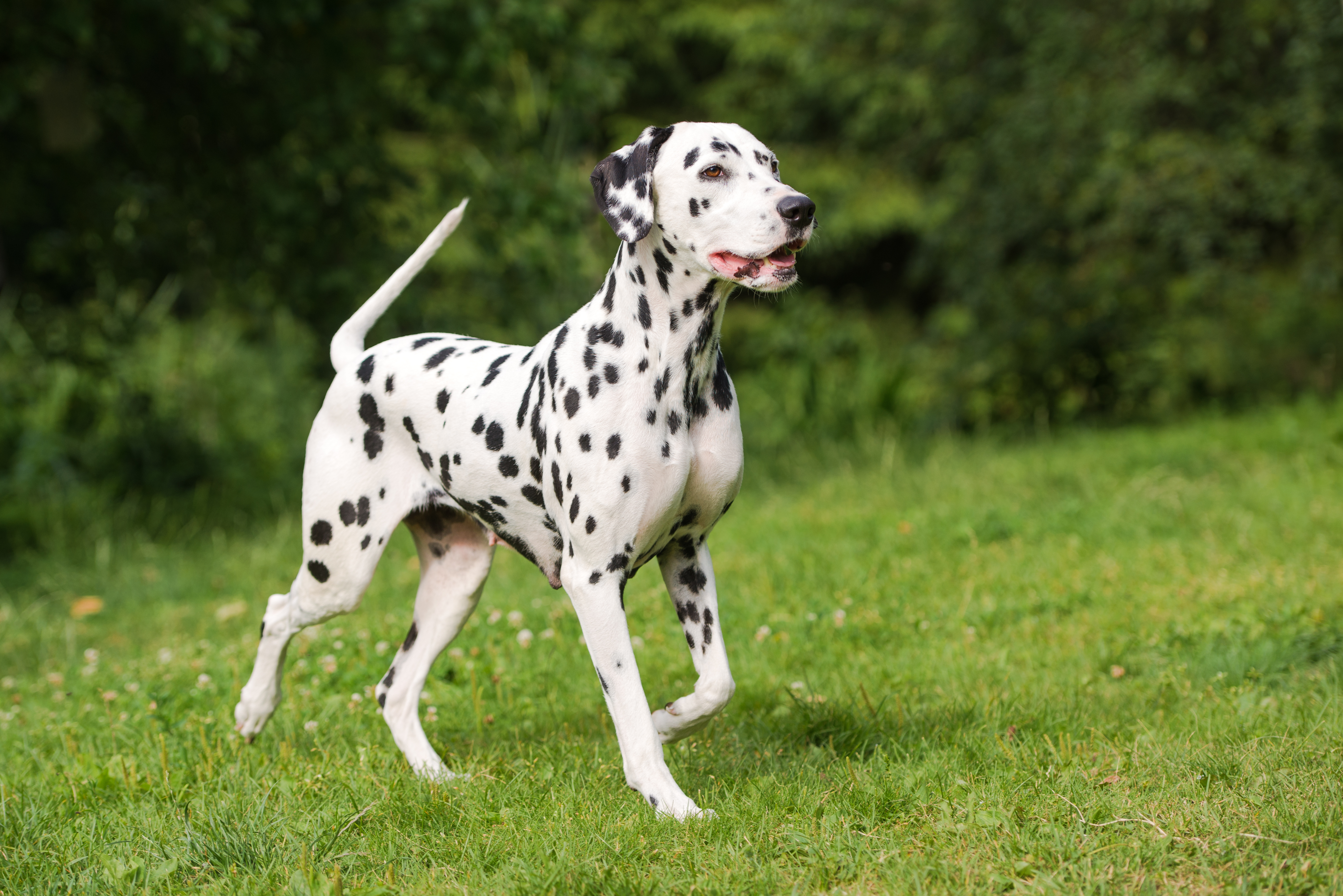 Dalmatian