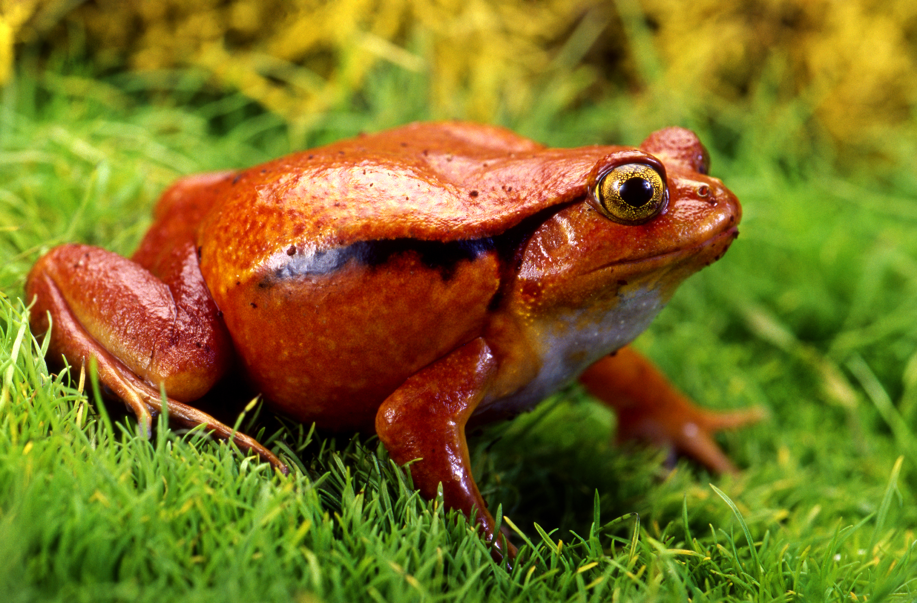 Tomato frog