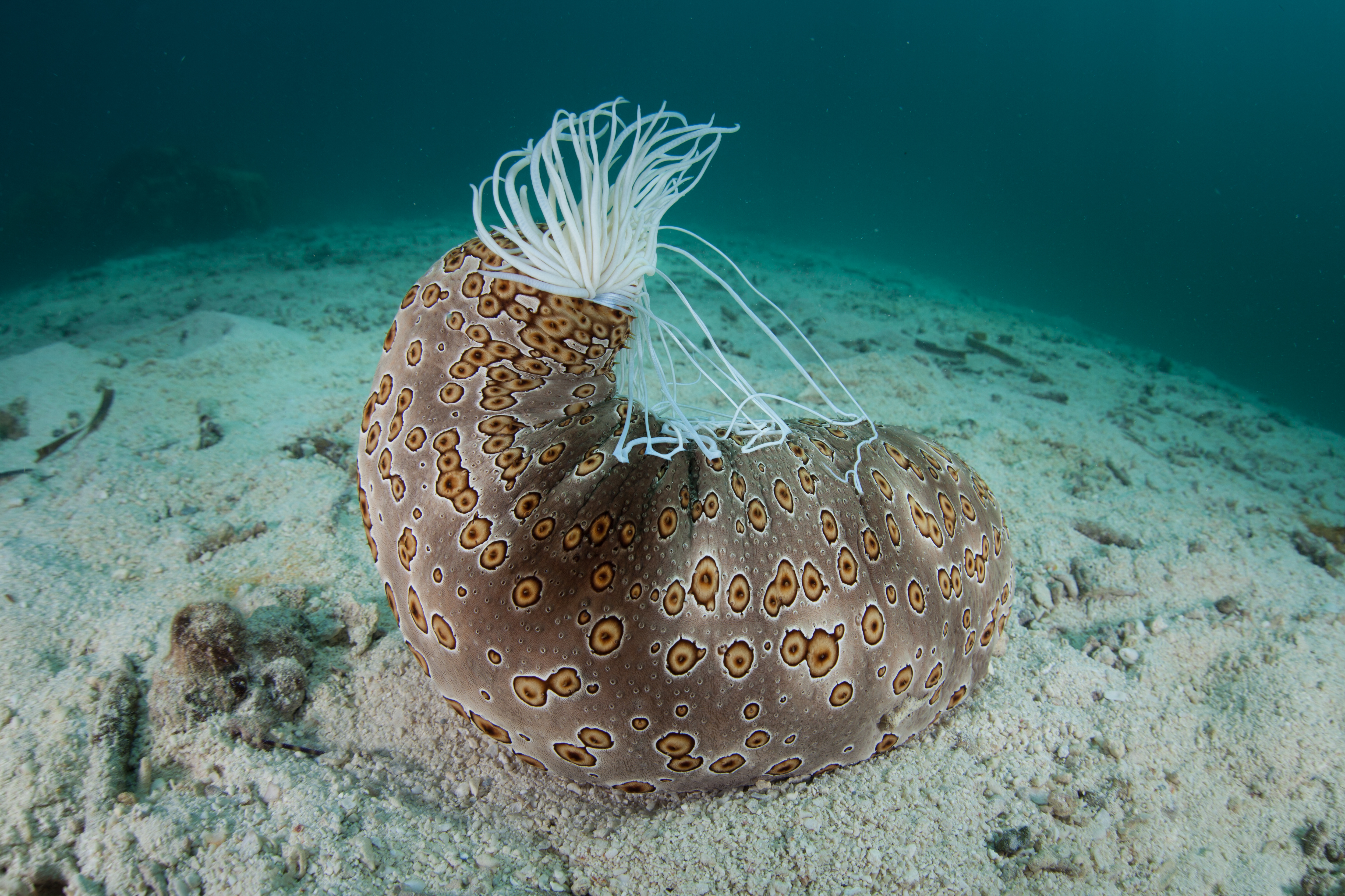 Sea cucumber