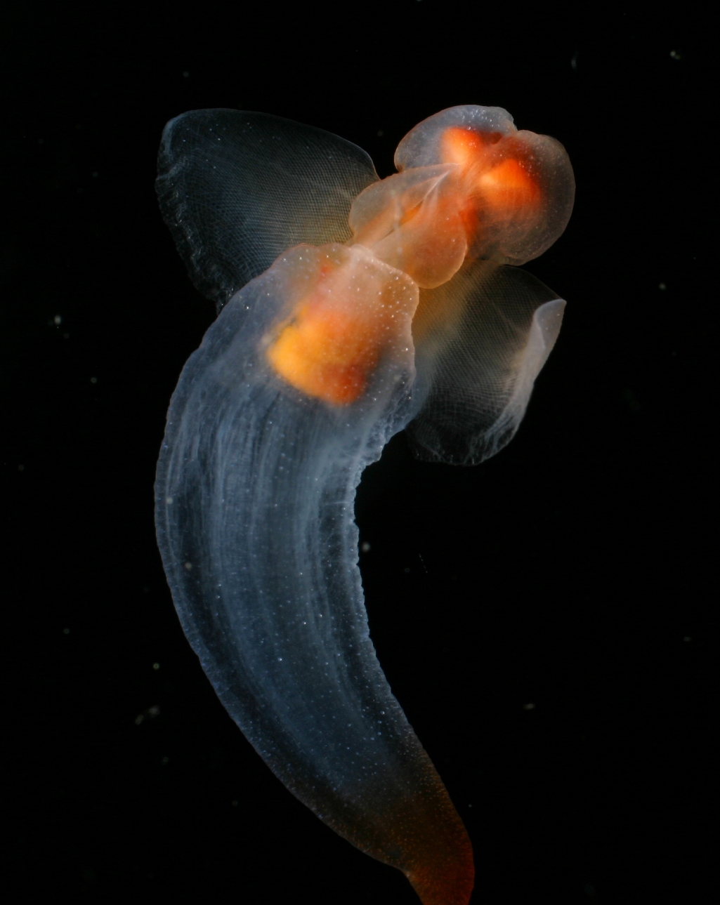 Sea butterfly