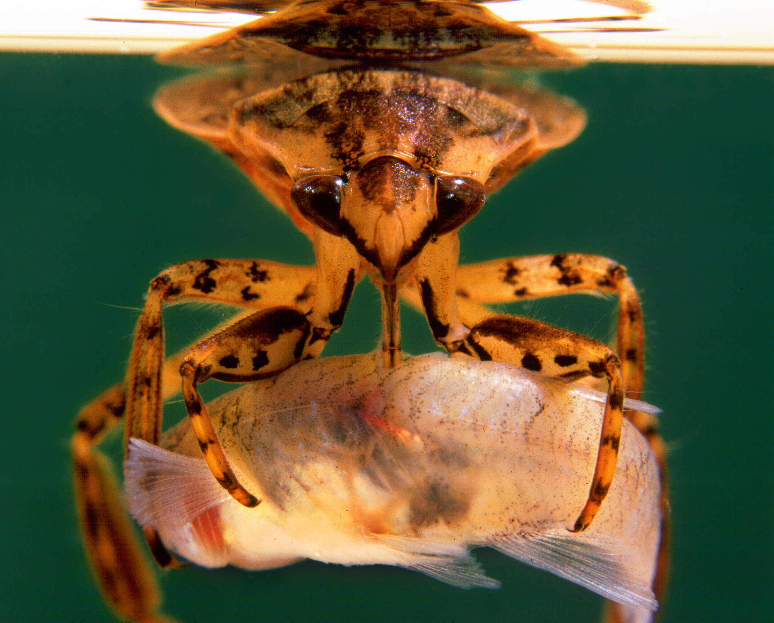 Giant water bug with prey