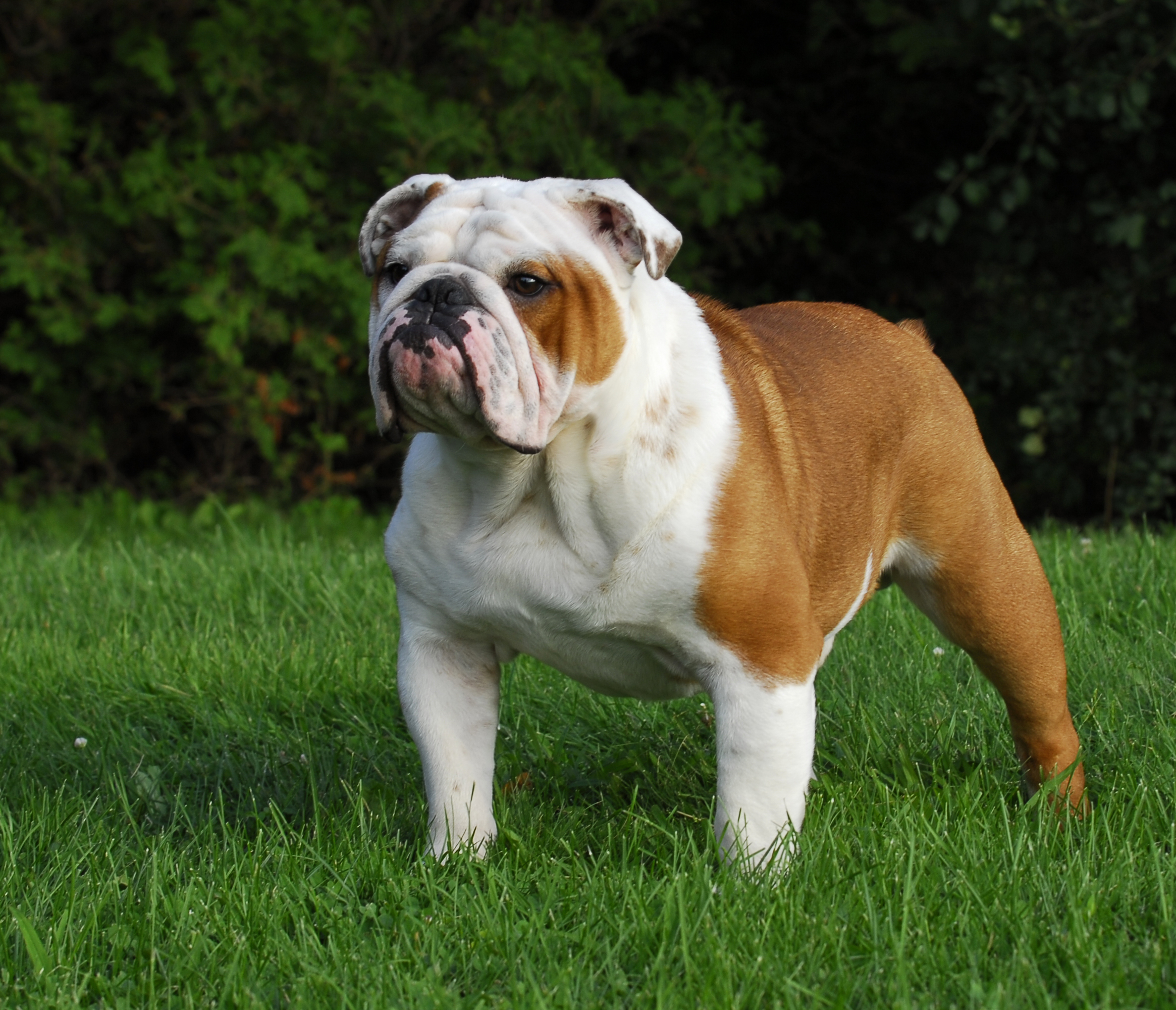 Bulldog