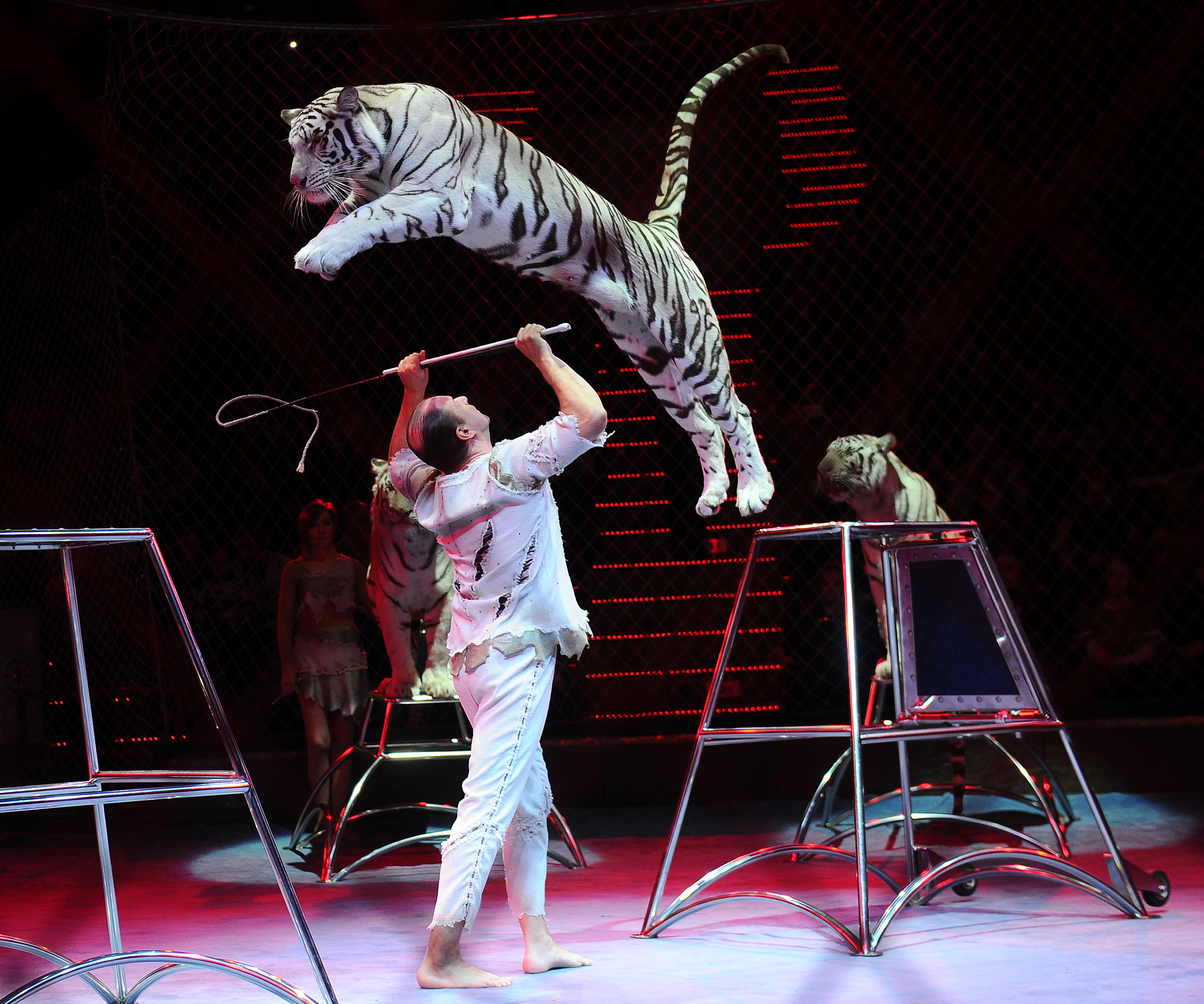 Circus animal acts