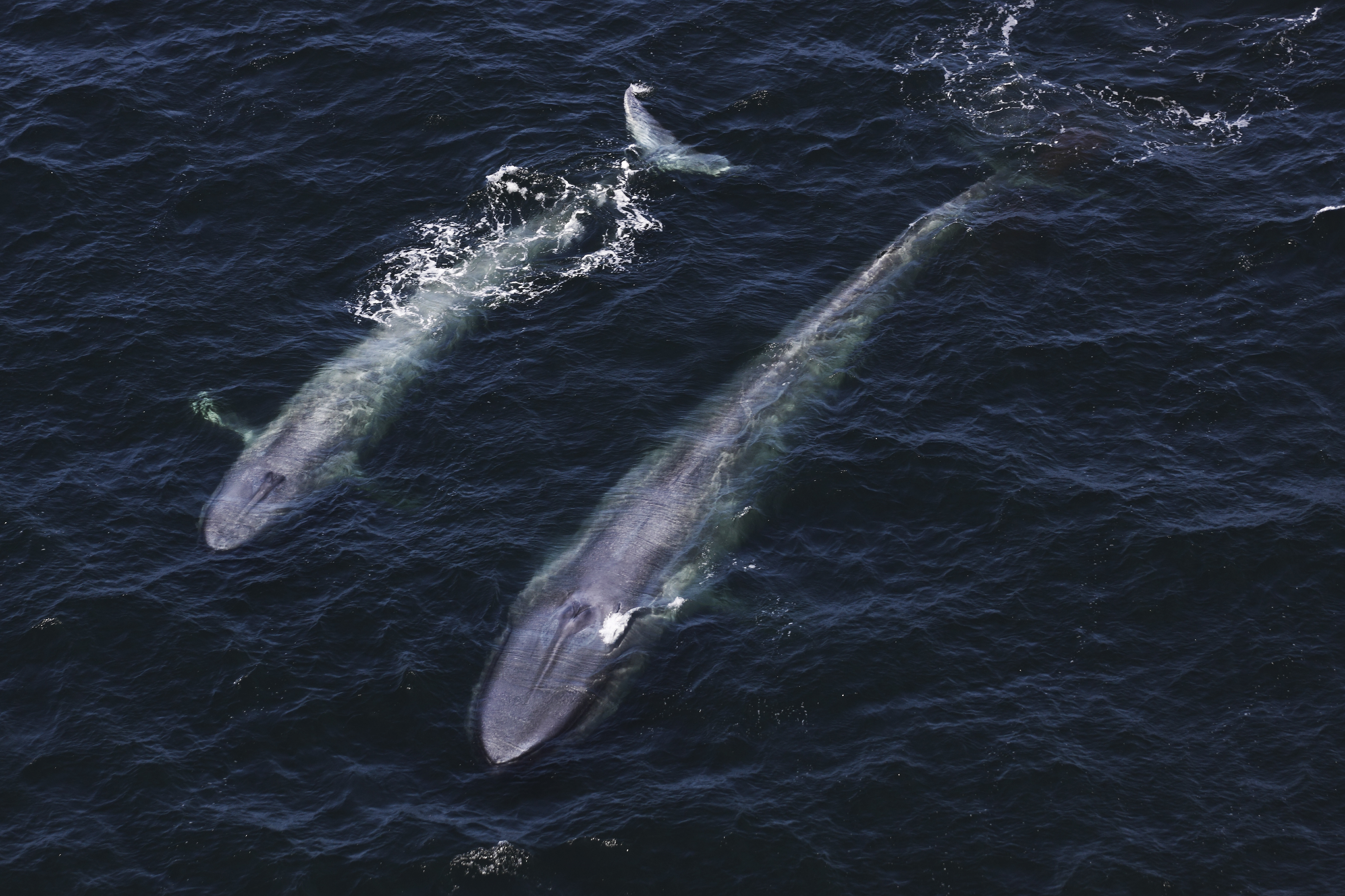 Blue whale mother and calf