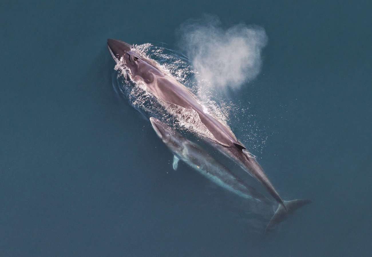 Sei whale and calf