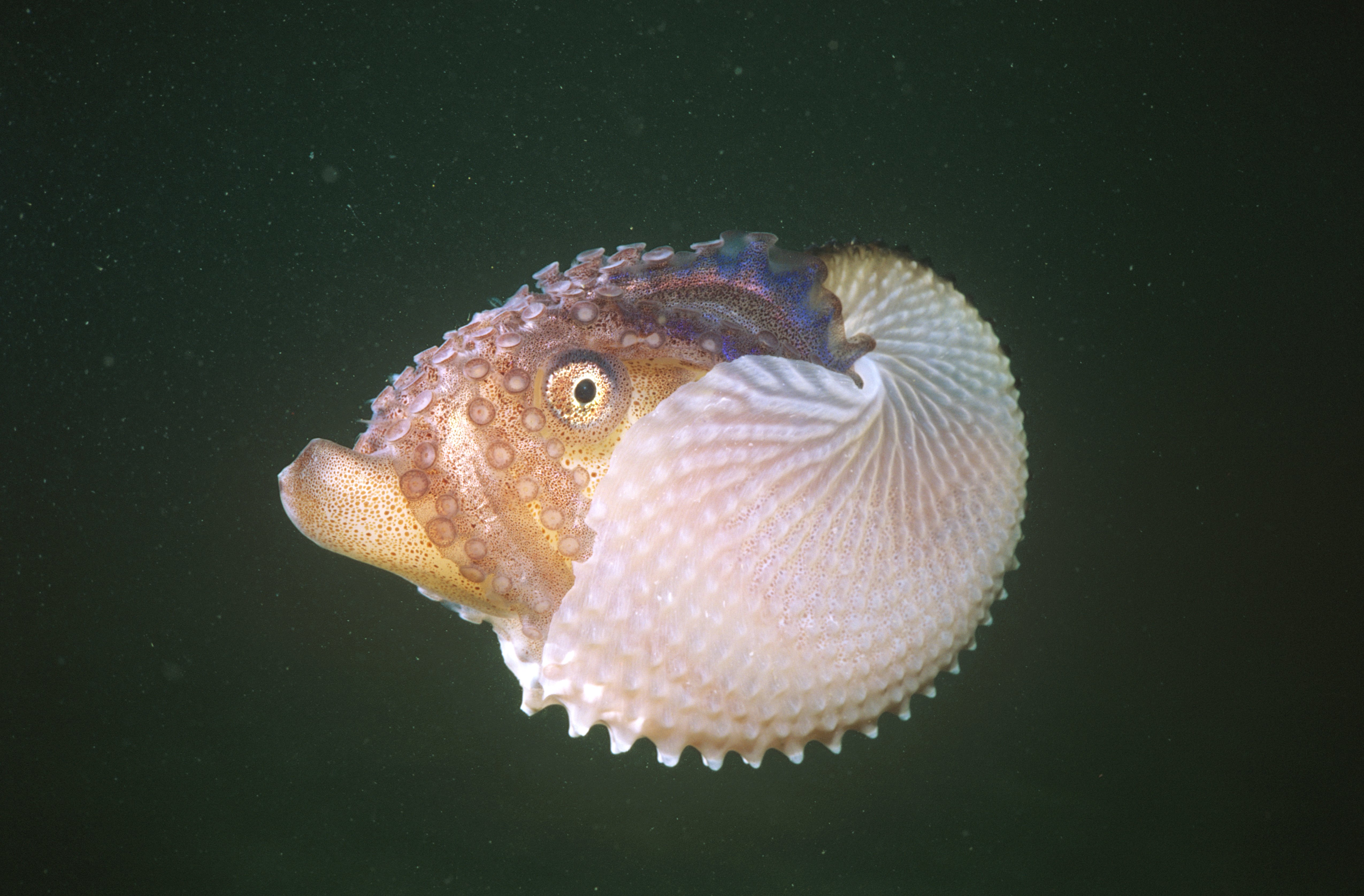 Paper nautilus