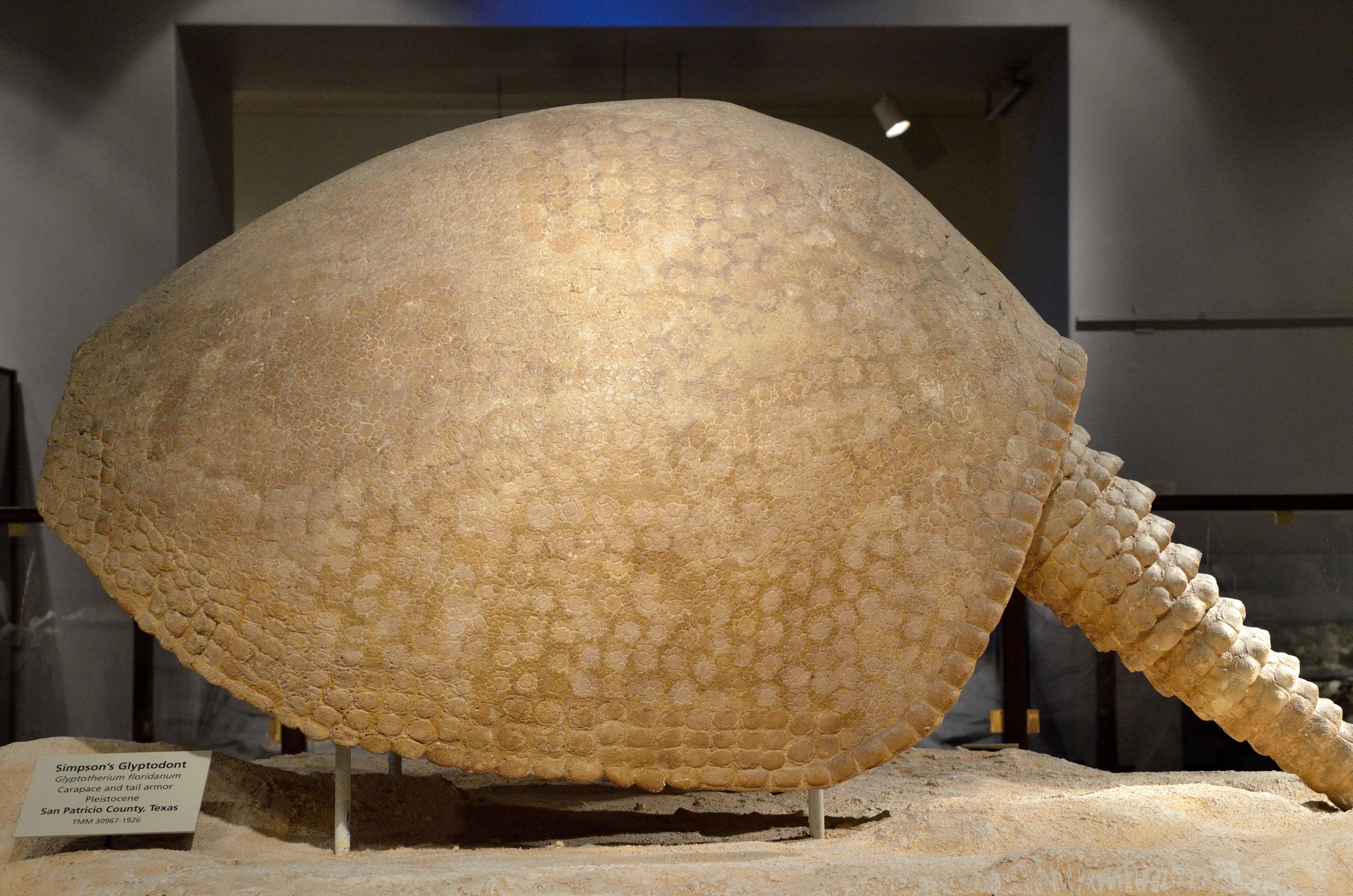 Glyptodont fossil