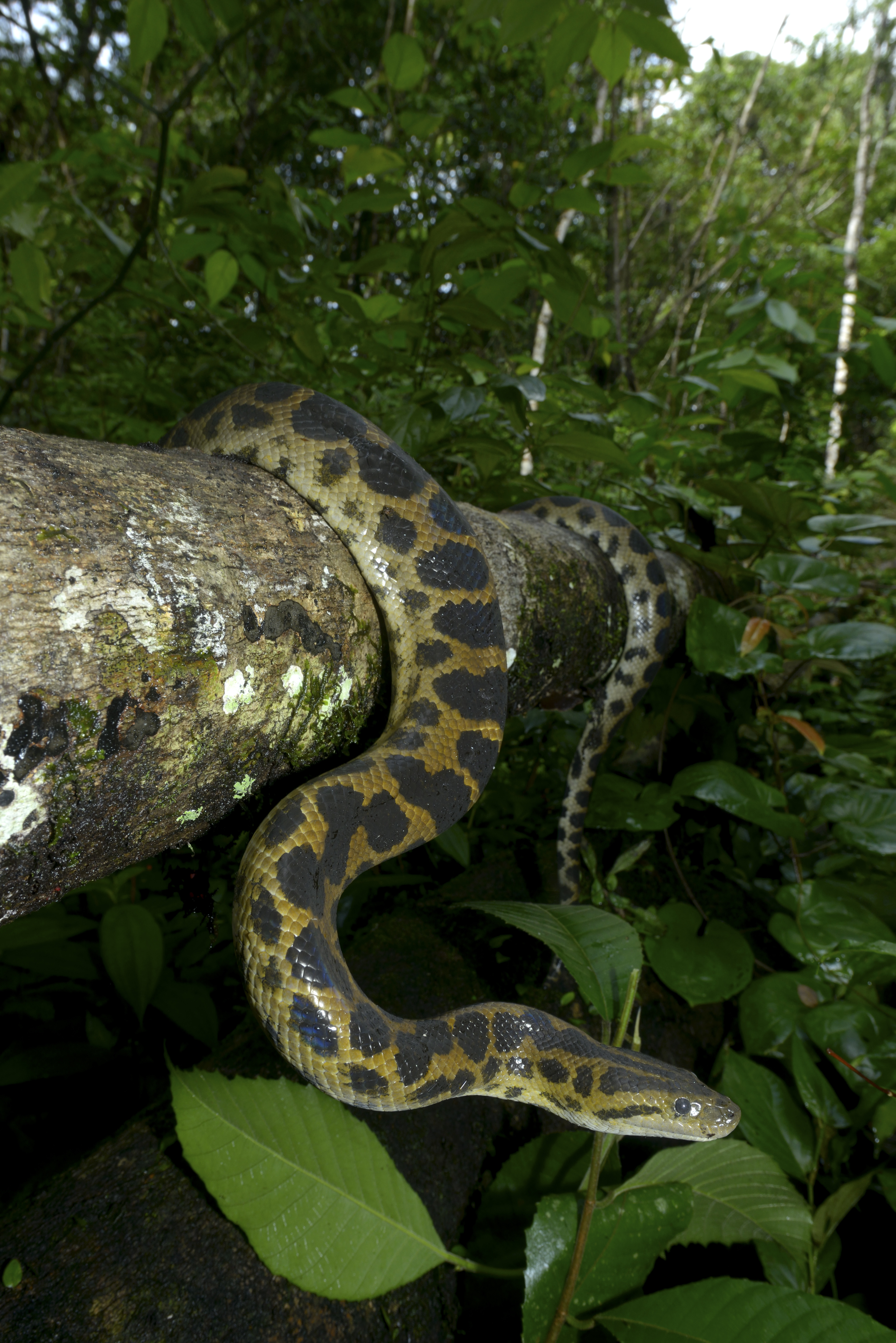 Anaconda on a fallen tree