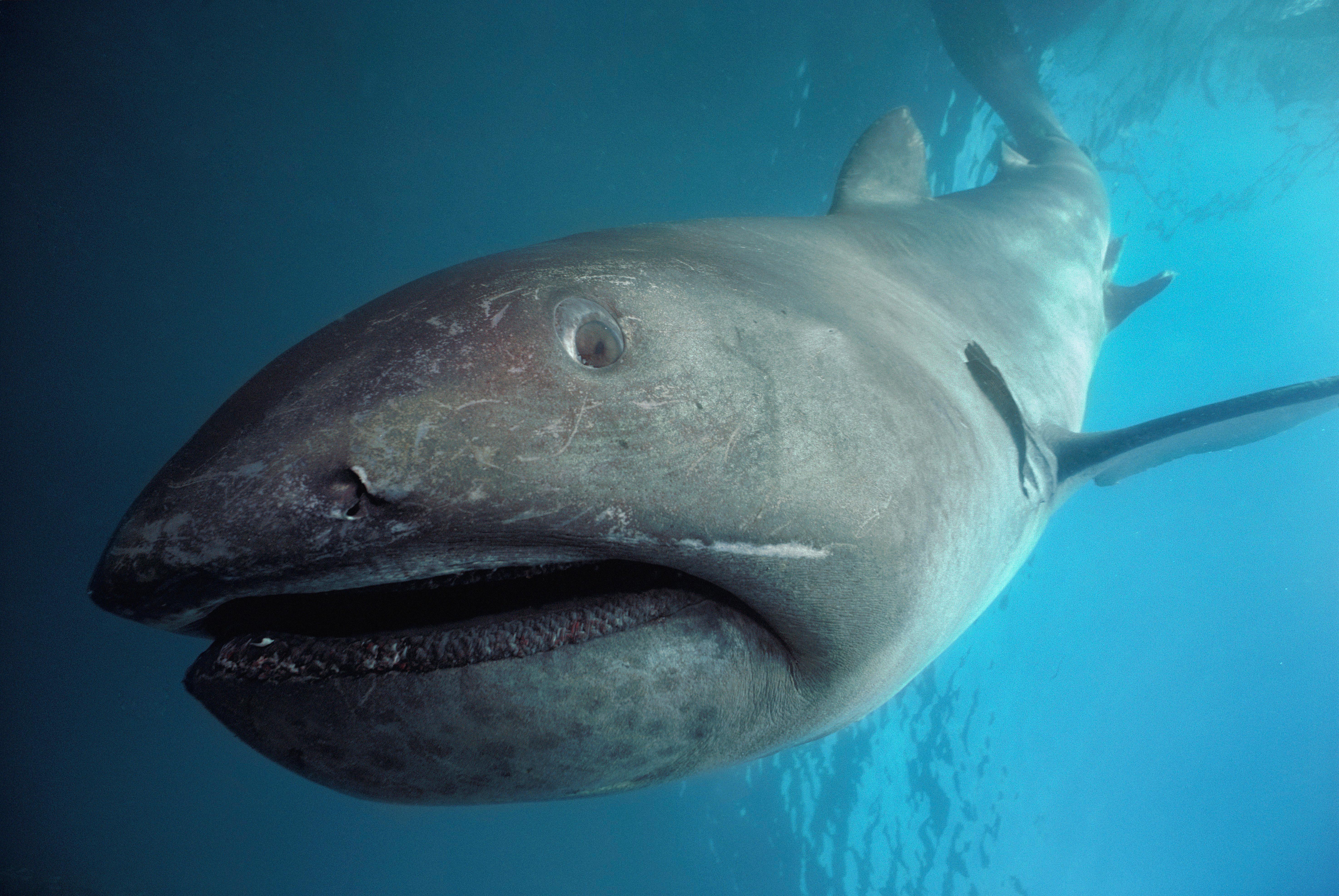 Megamouth shark