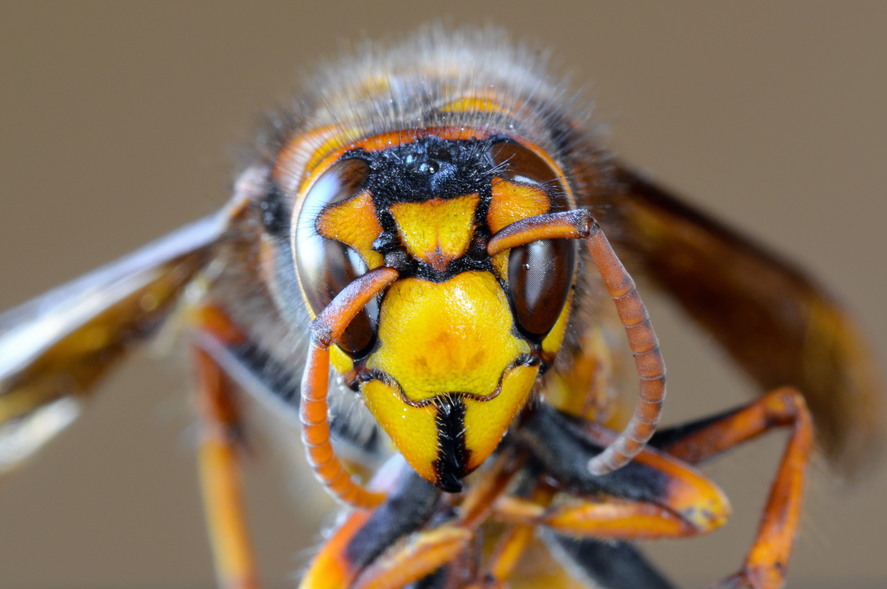 Northern giant hornet face