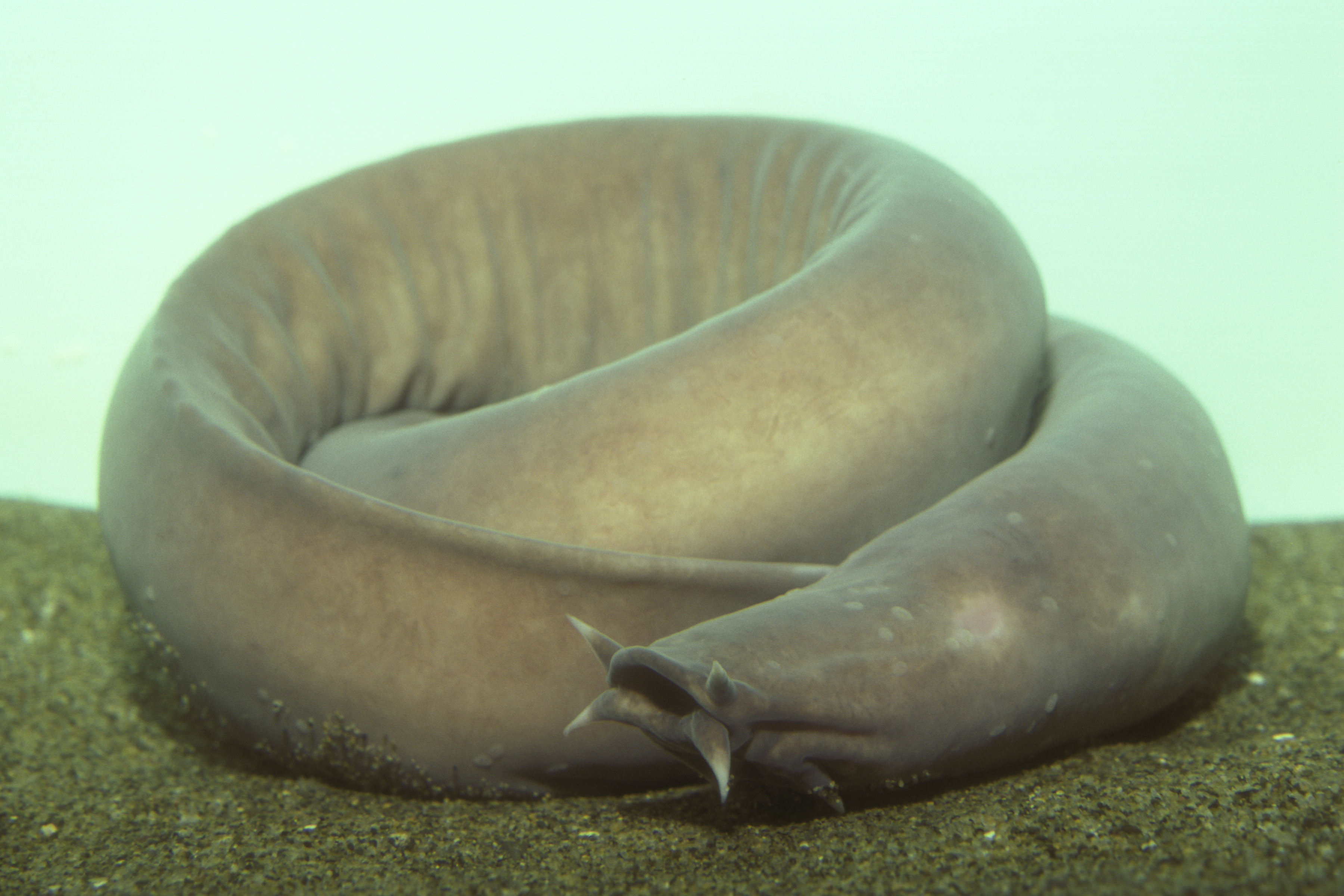 Coiled hagfish