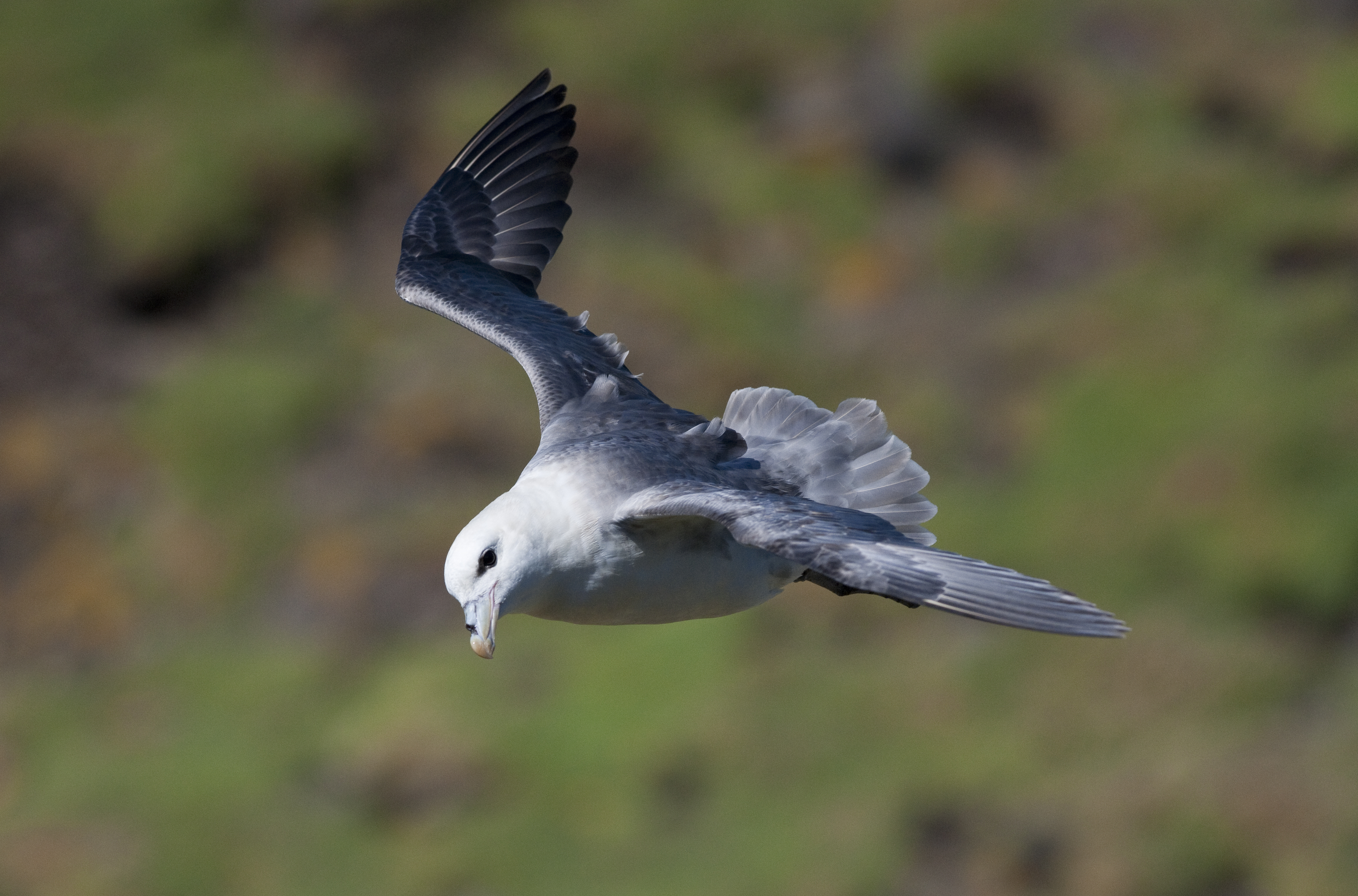 Northern fulmar