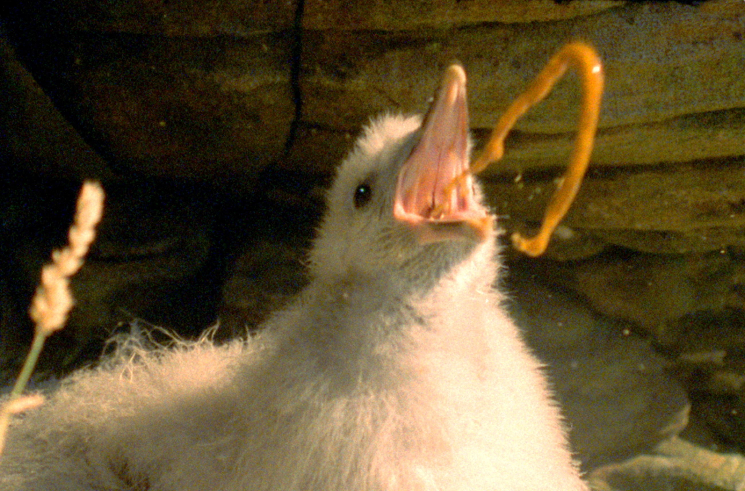 Fulmar chick