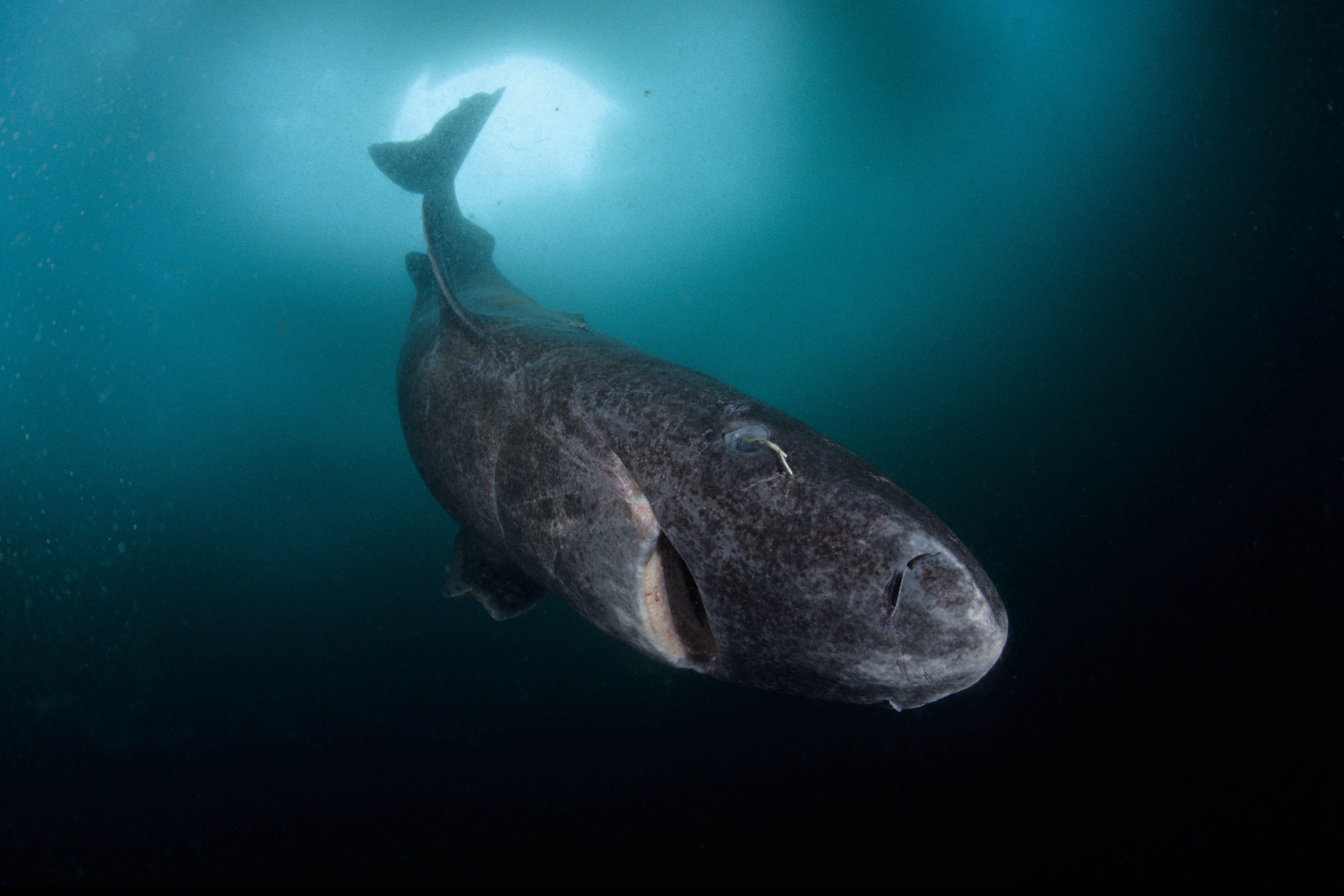 Greenland shark with parasite