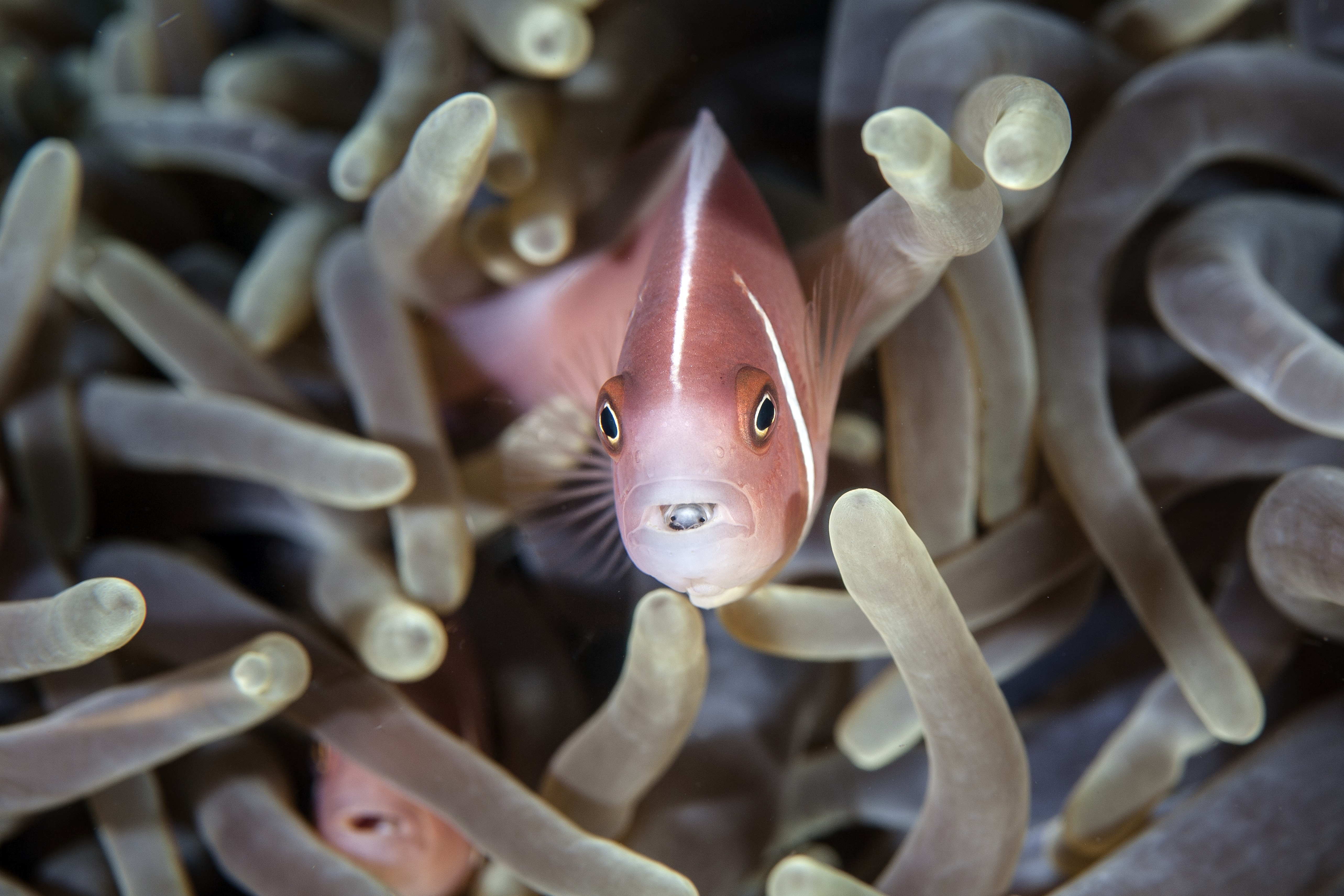 Clownfish with an isopod parasite in its mouth