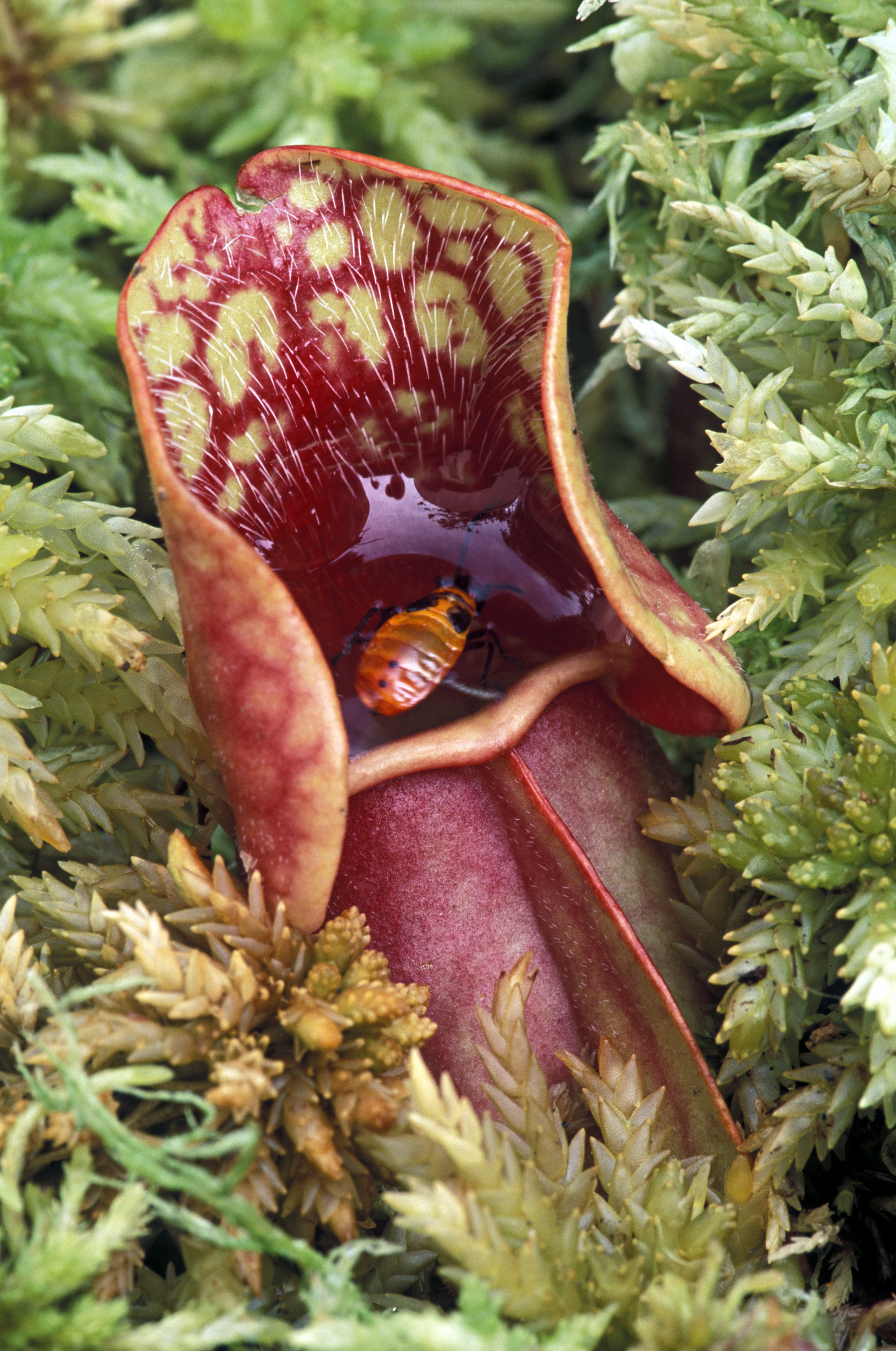 Pitcher plant with trapped bug