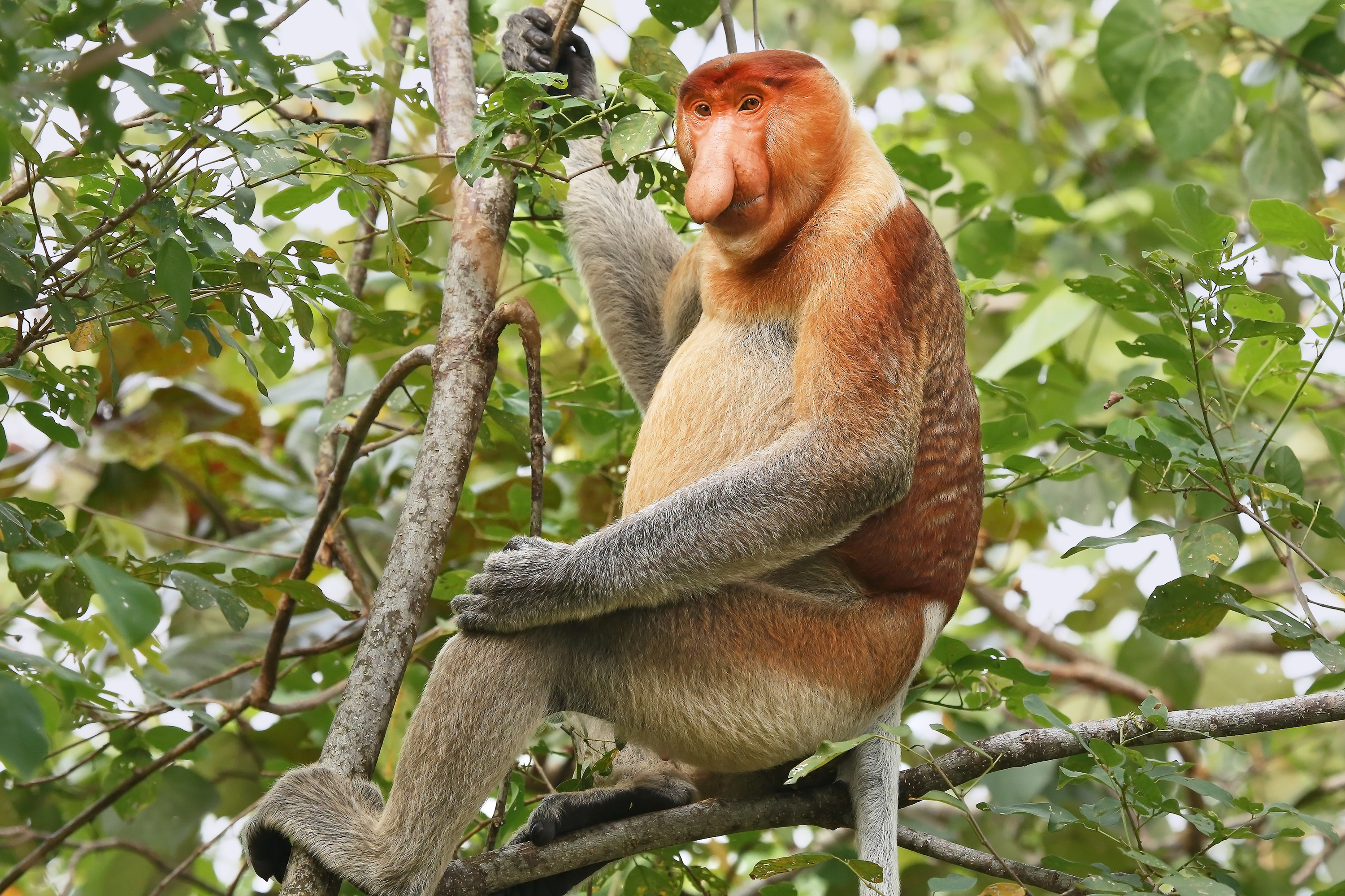 Proboscis monkey