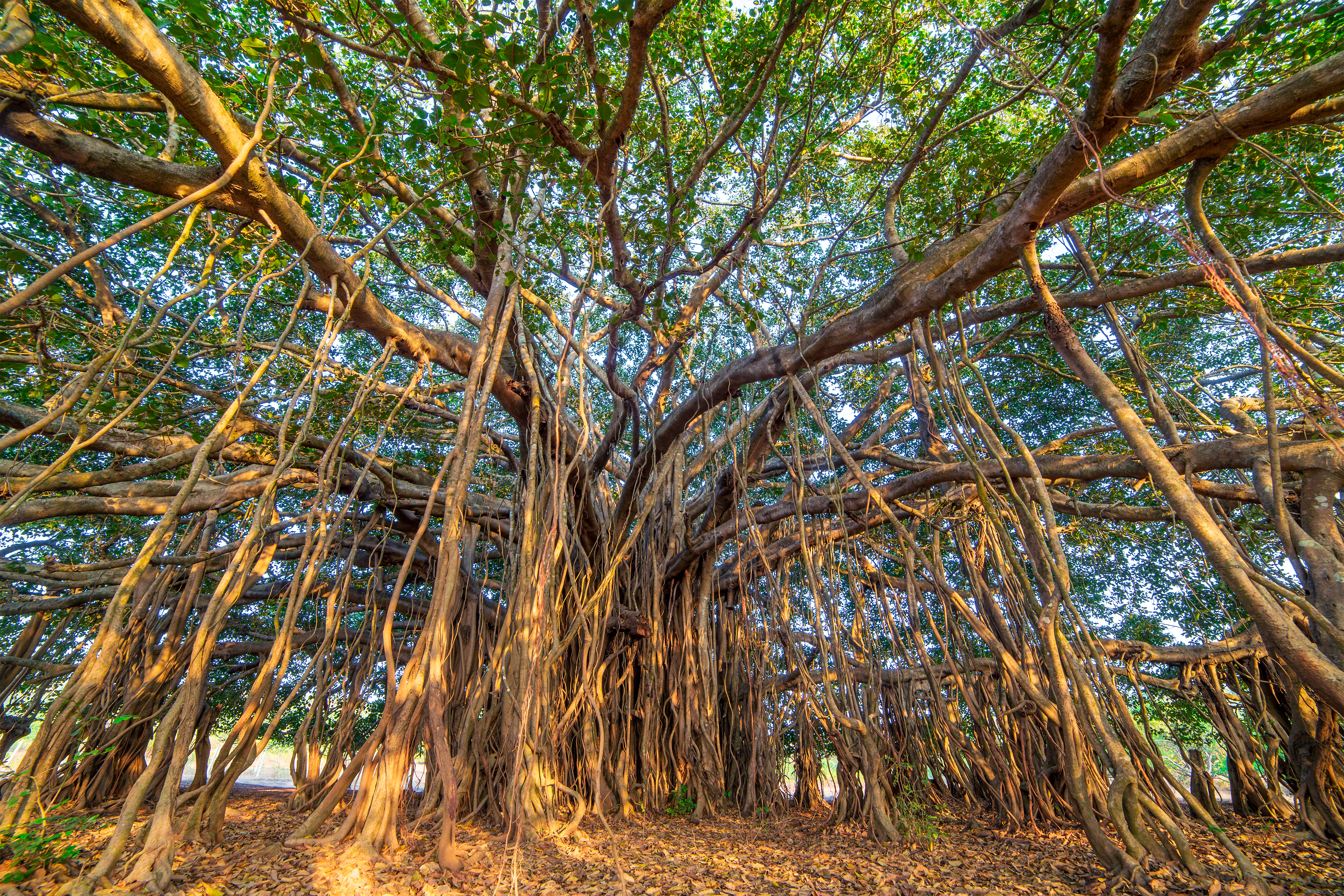 Banyan tree