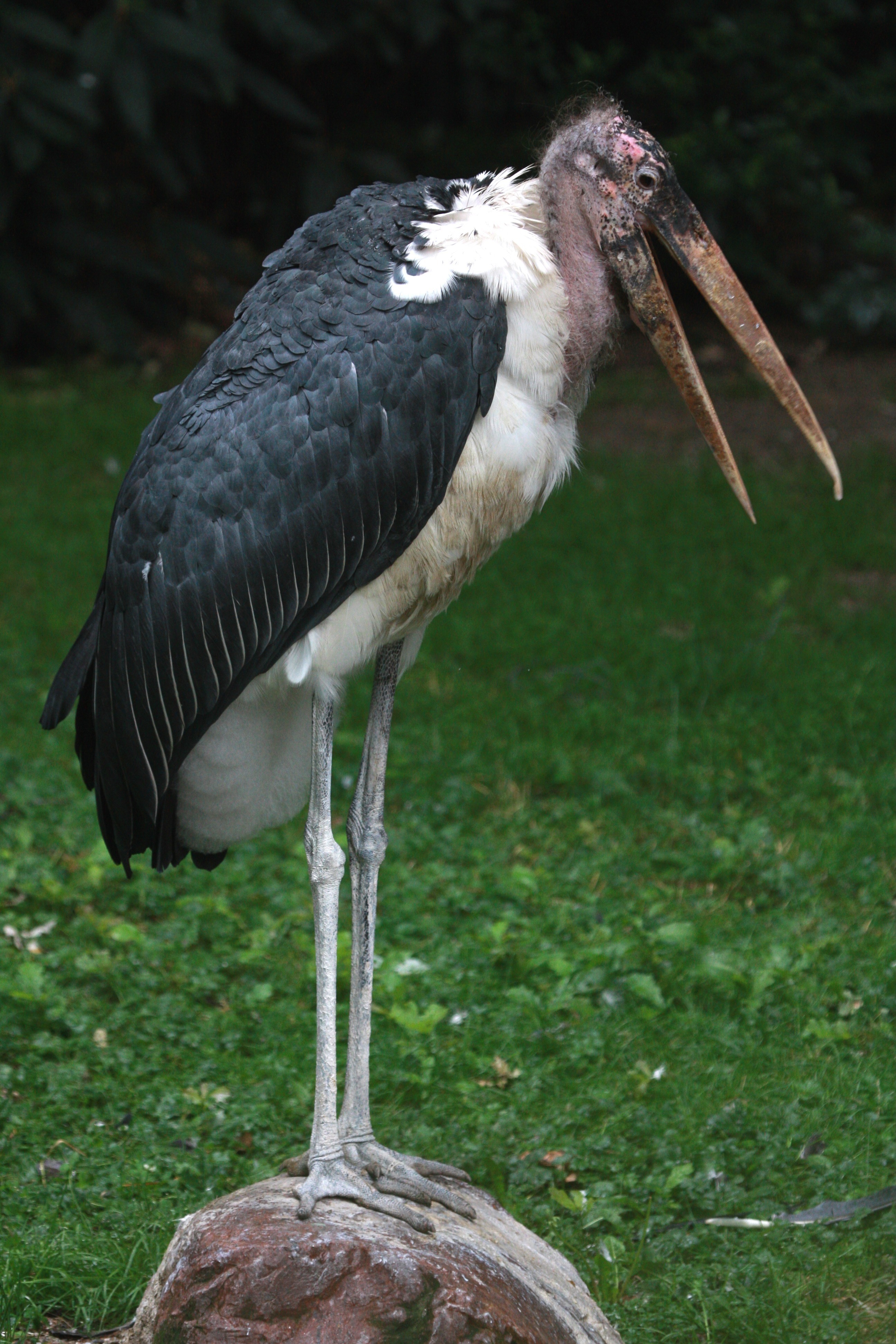 Marabou stork