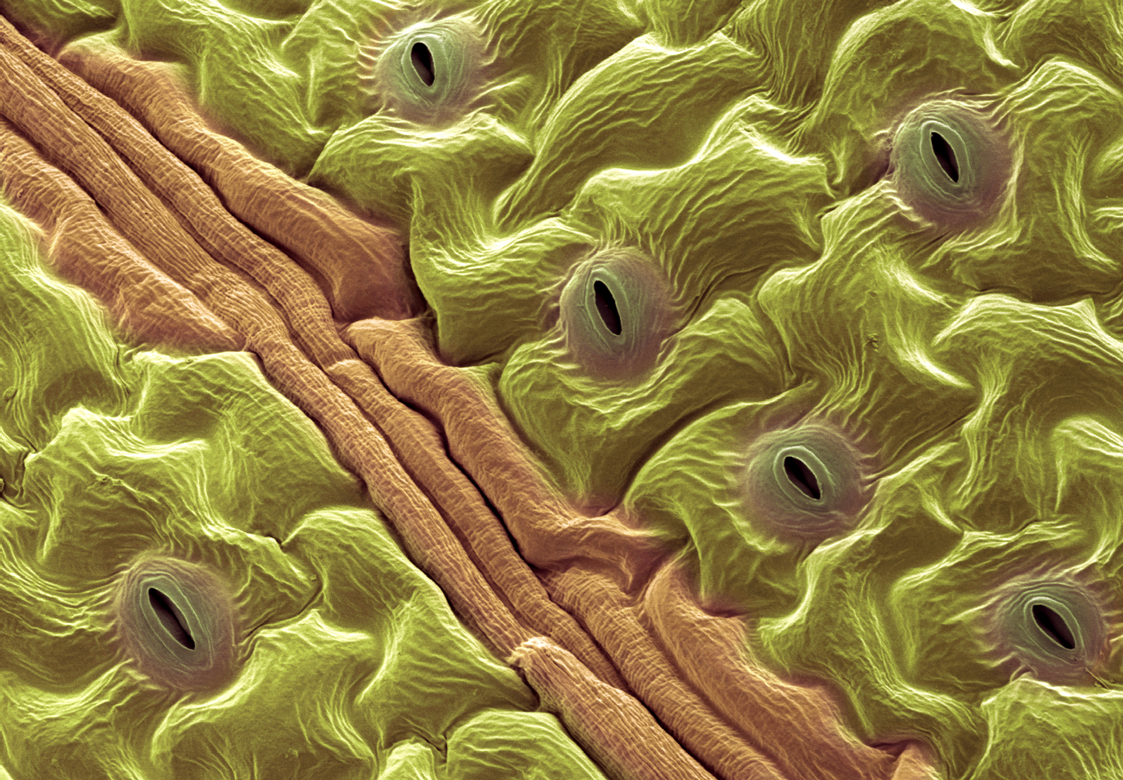 Stomata on a leaf's surface