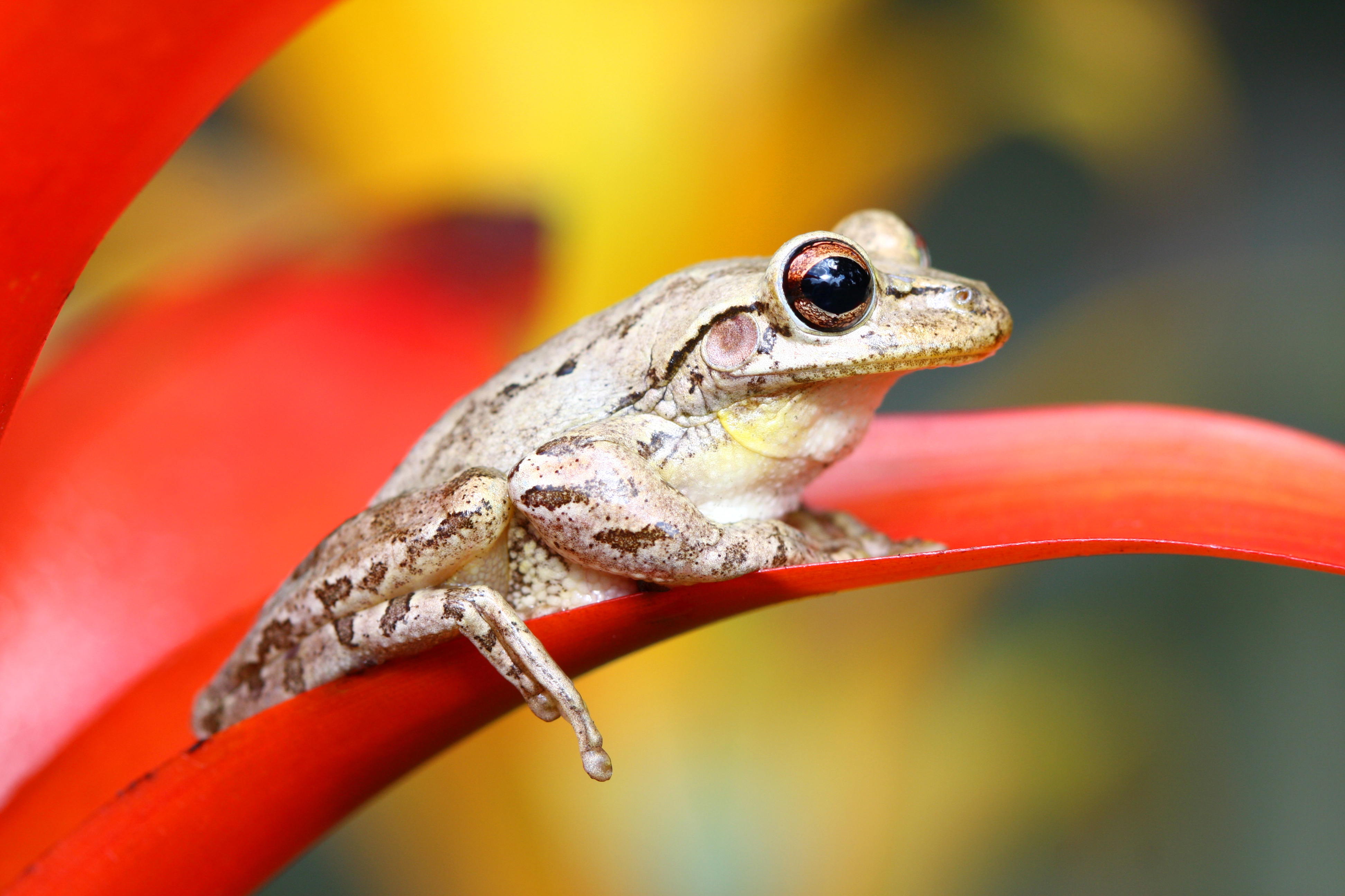 Cuban tree frog