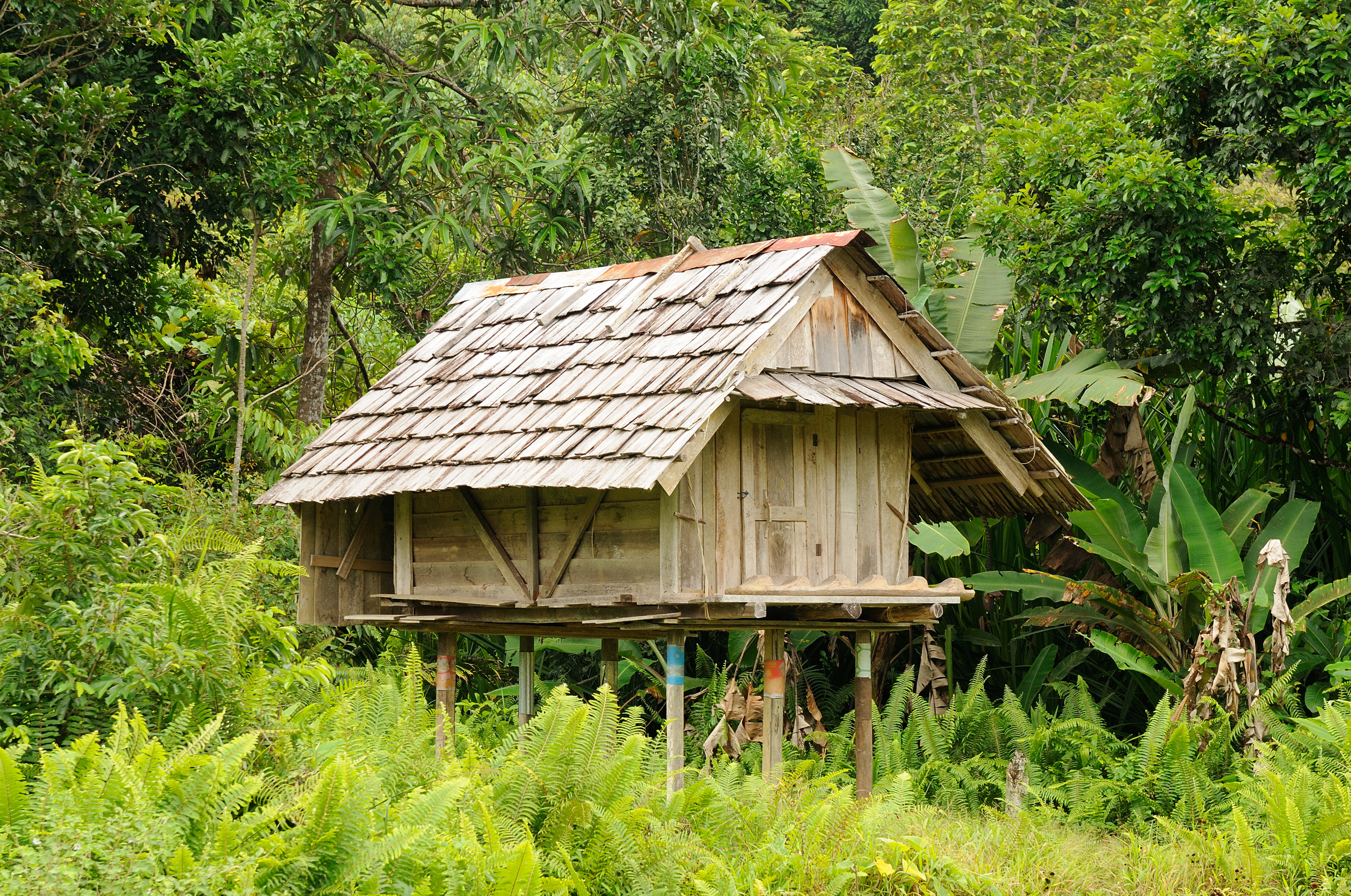 Dayak house