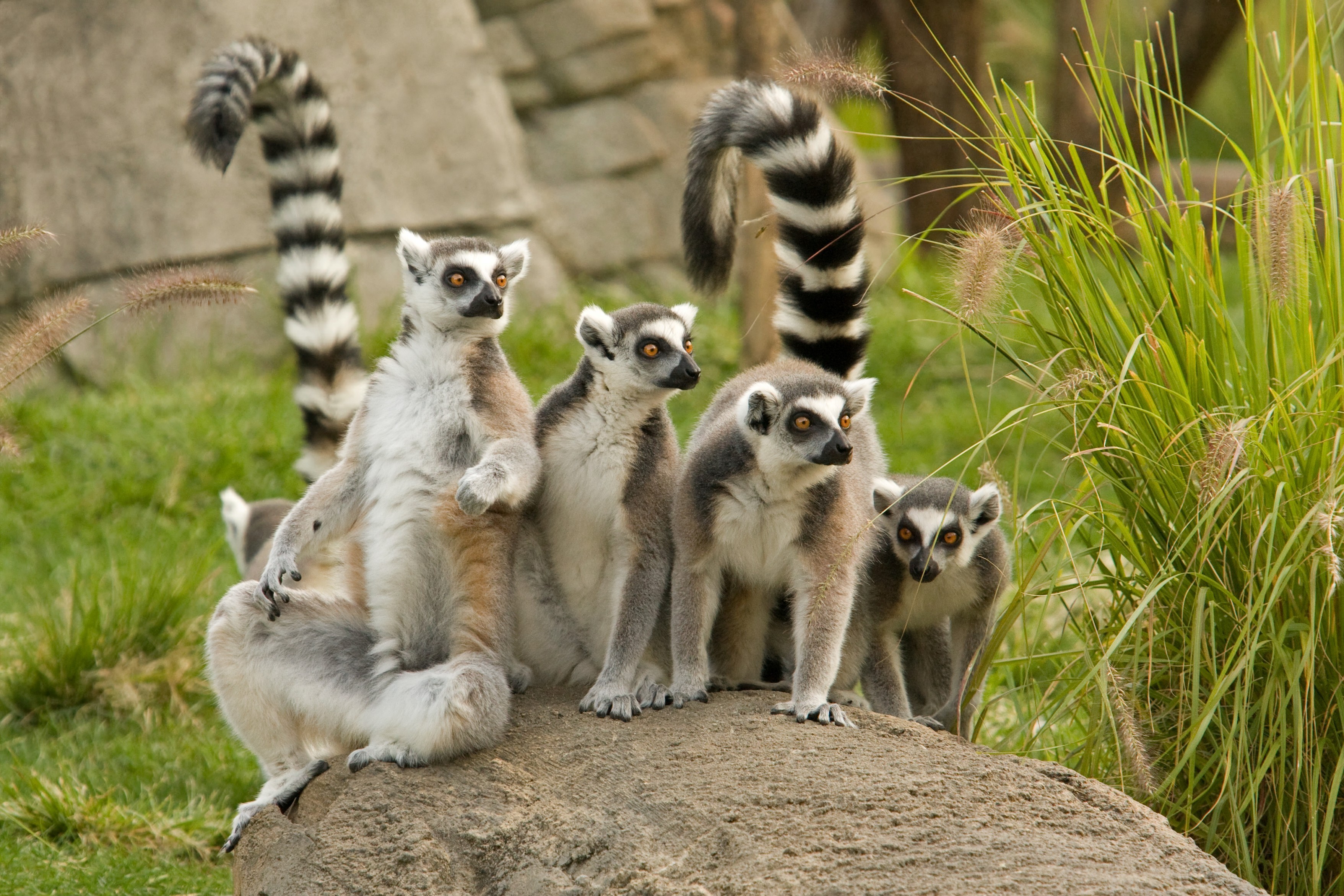 Ring-tailed lemurs