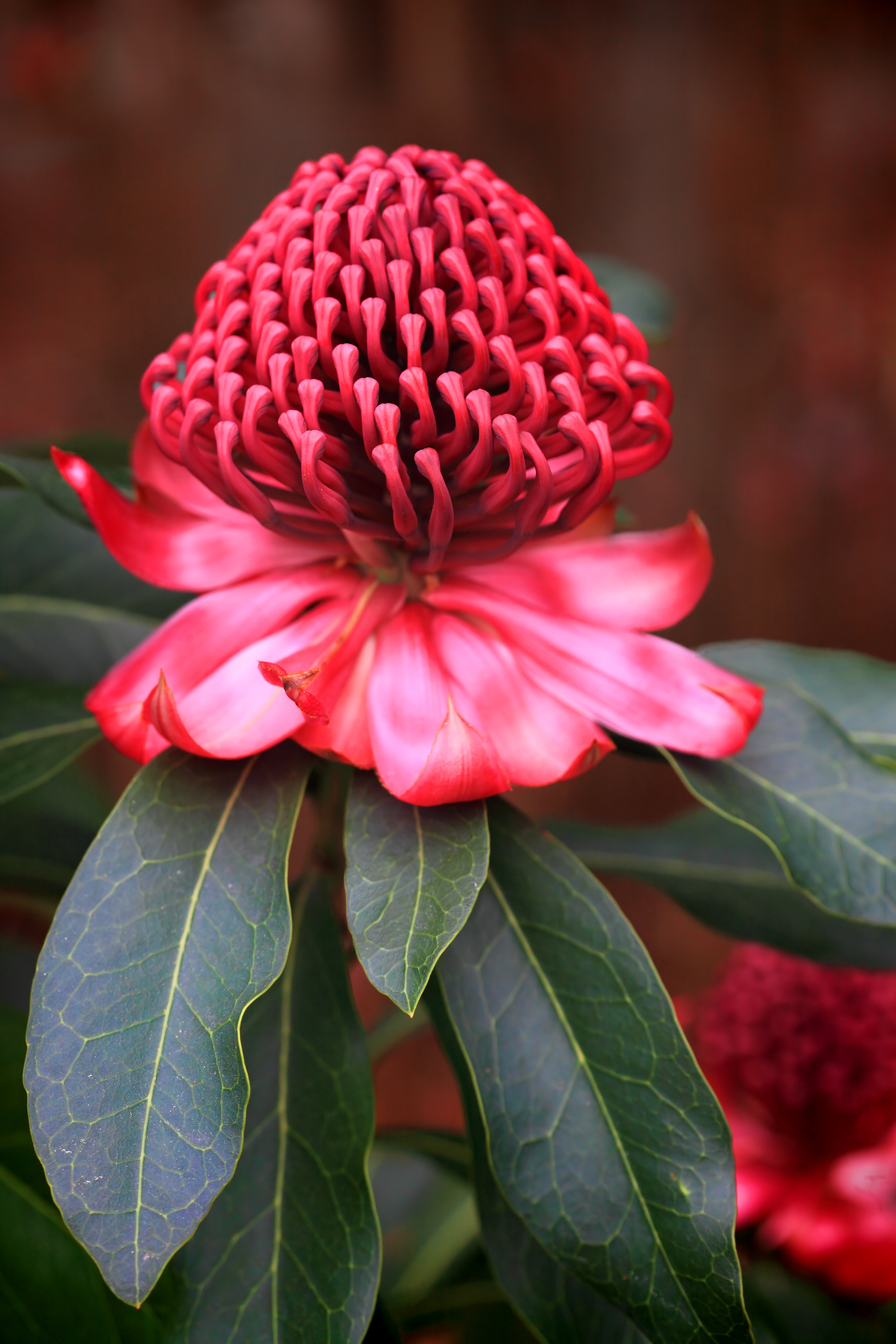 Waratah