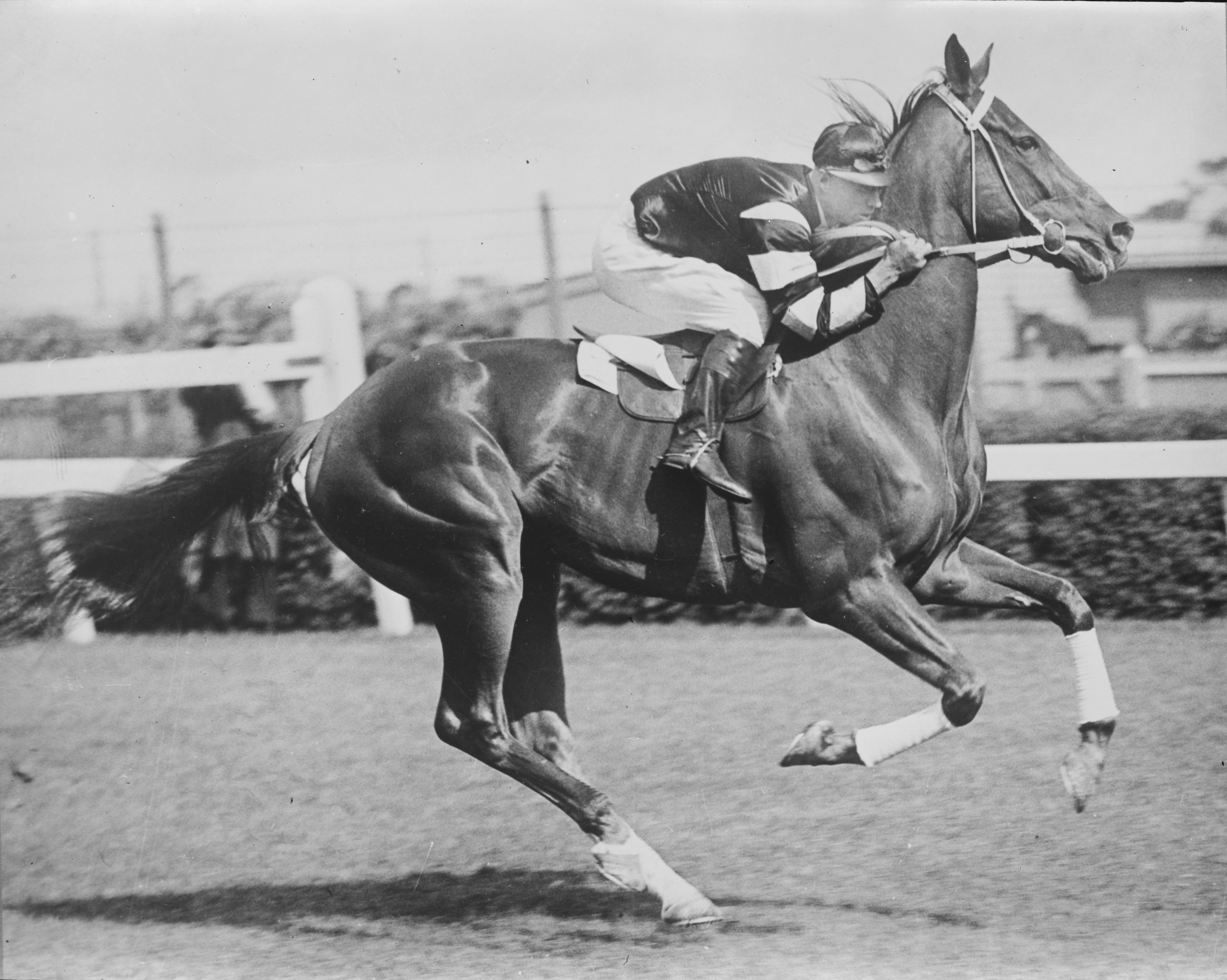 Race horse Phar Lap