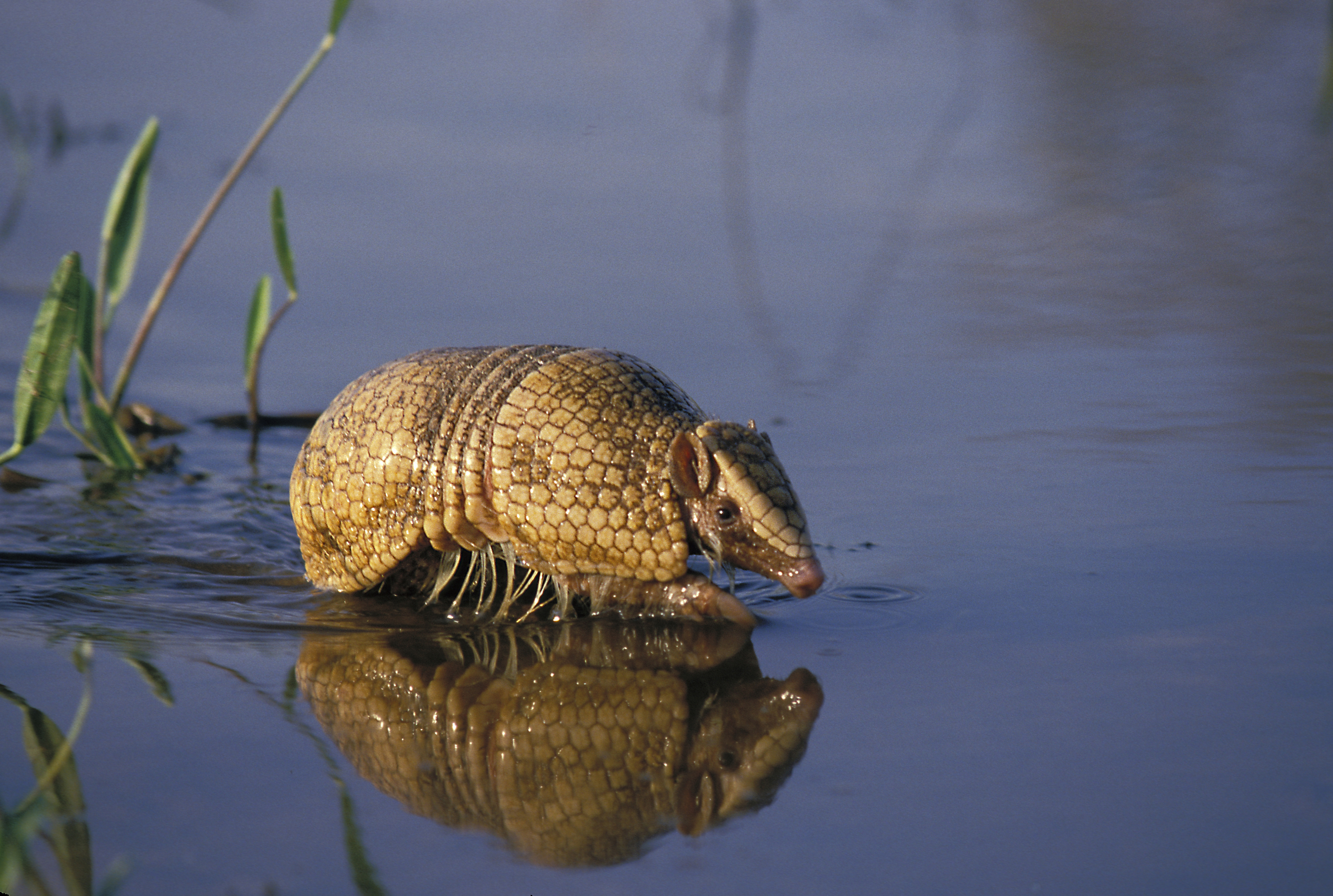 Three-banded armadillo