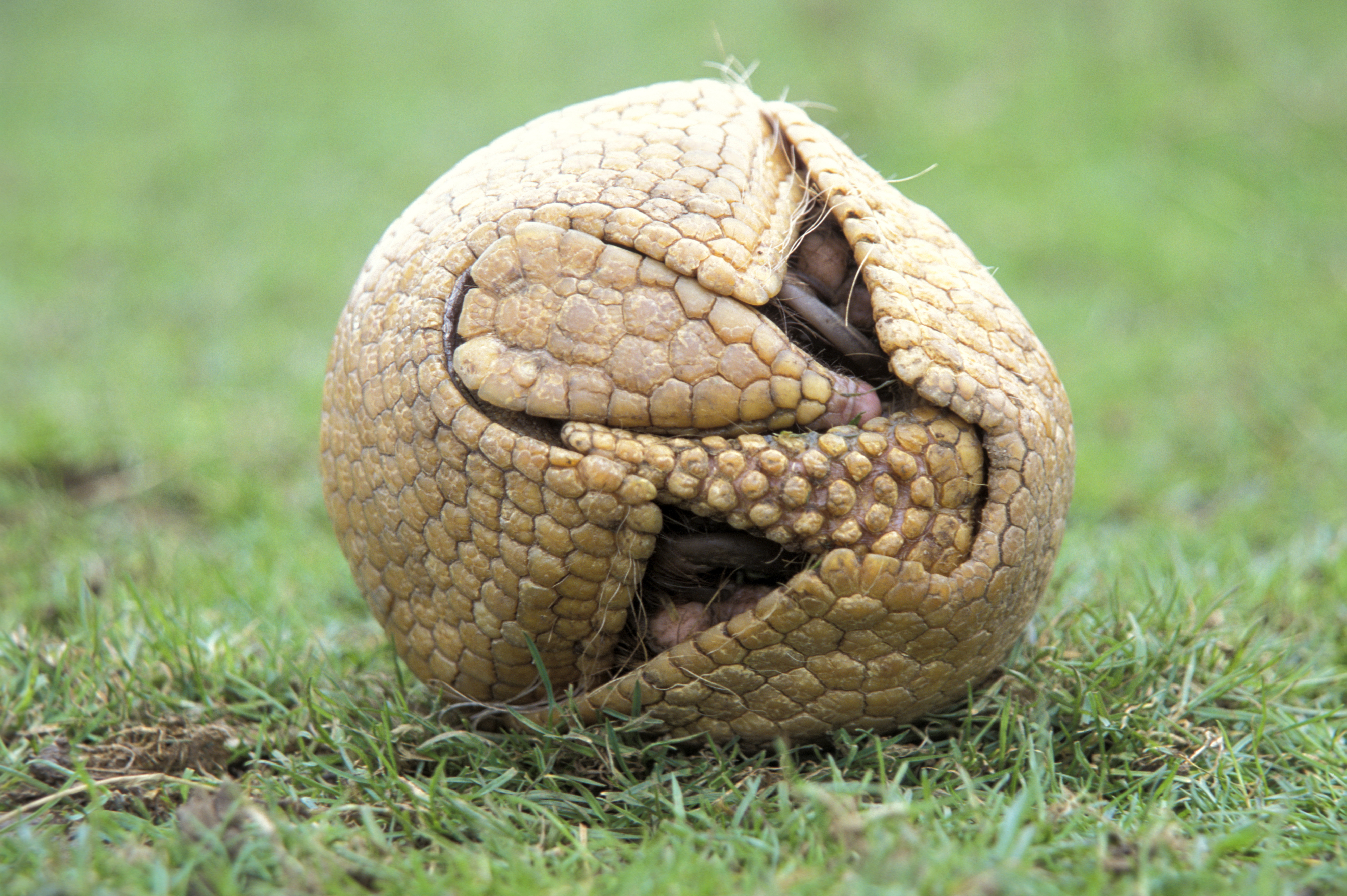 Three-banded armadillo curled into a defensive ball