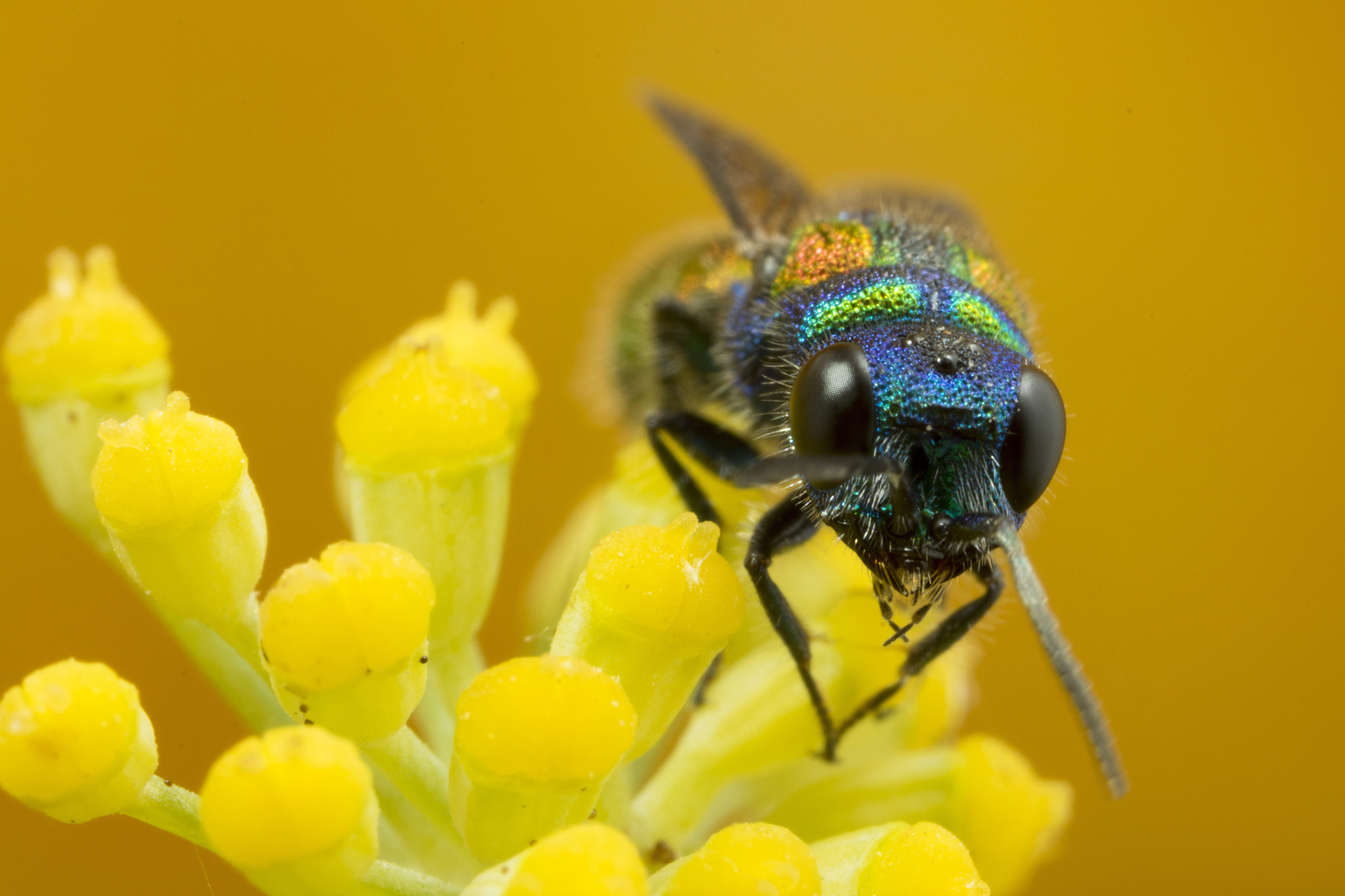 Cuckoo wasp