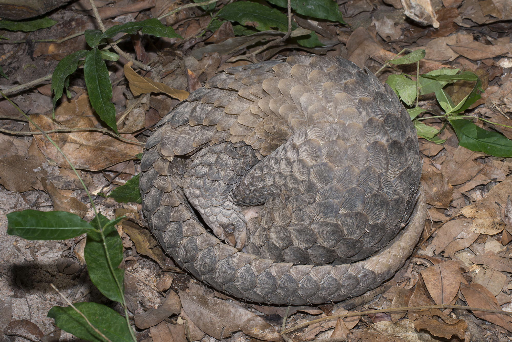 Pangolin curled into a defensive ball