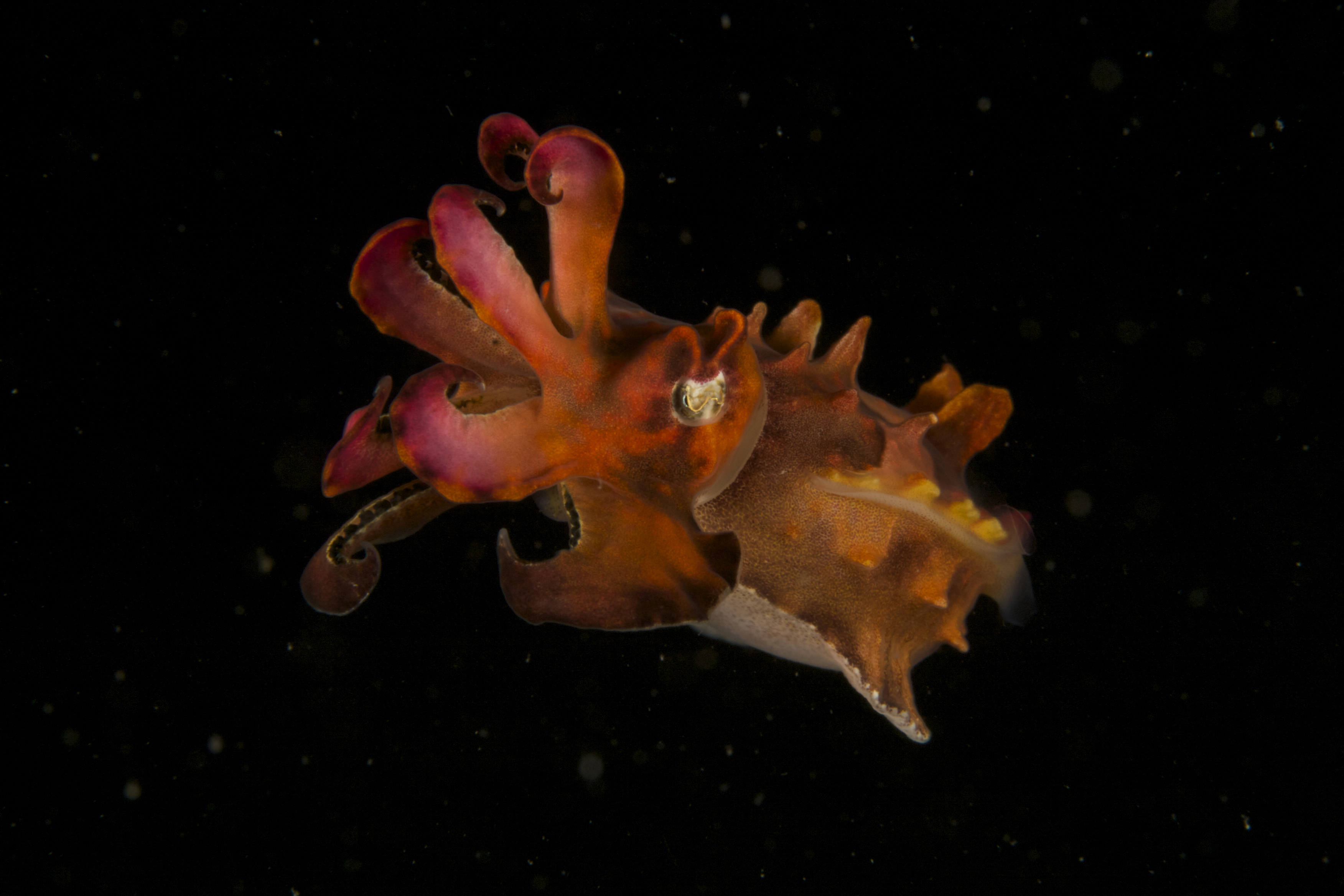 Flamboyant cuttlefish