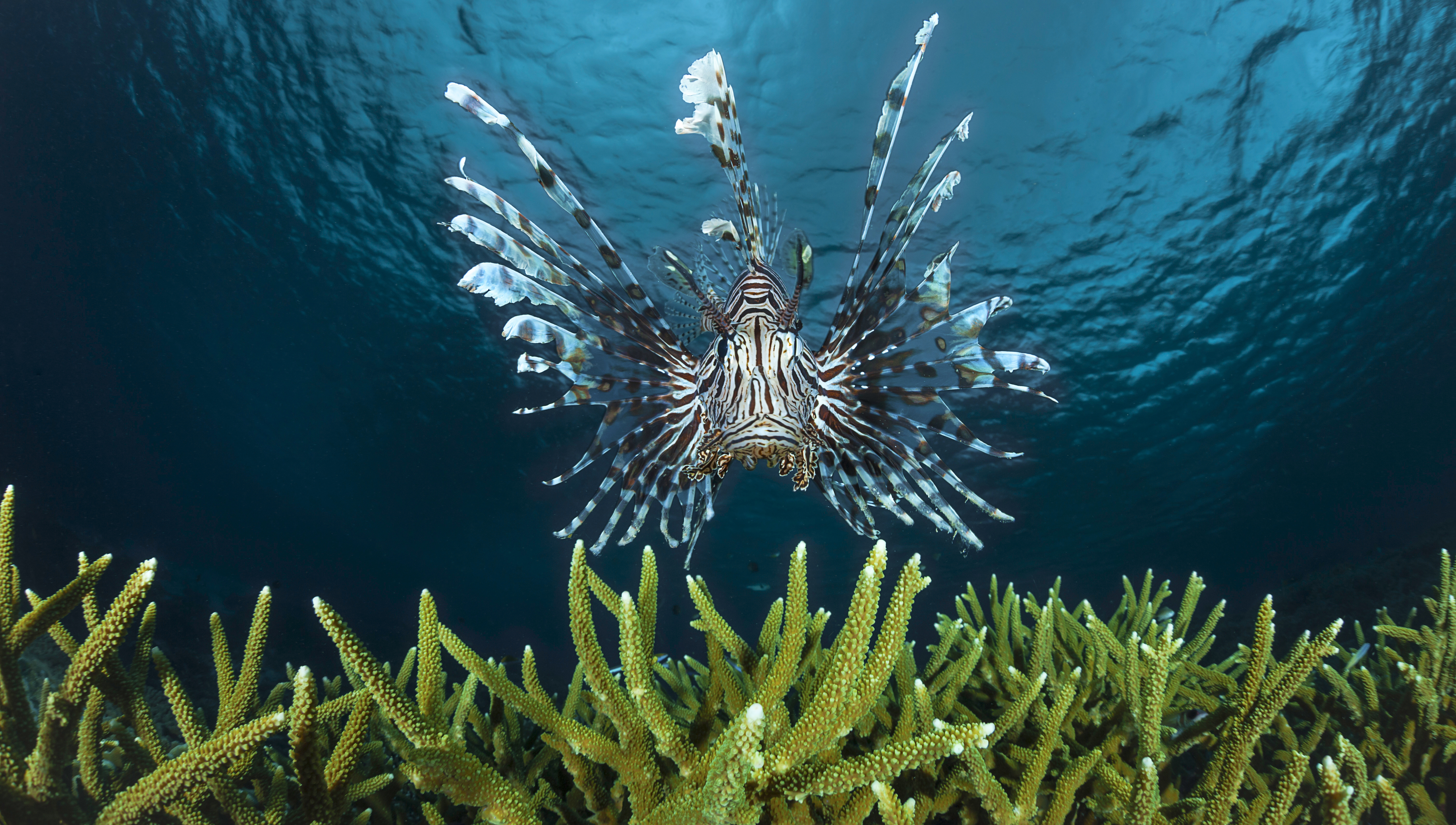 Lionfish