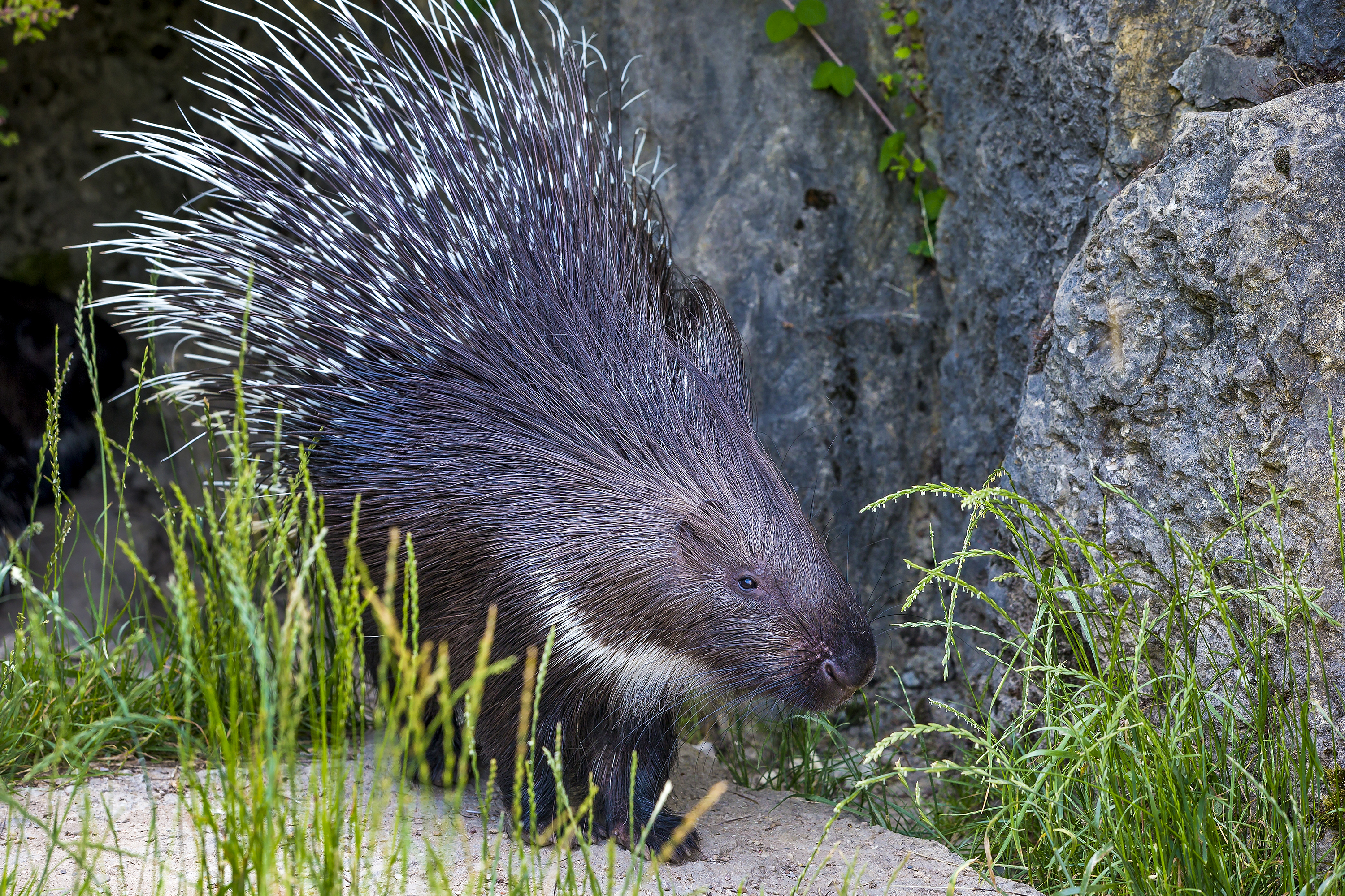 Crested porcupine