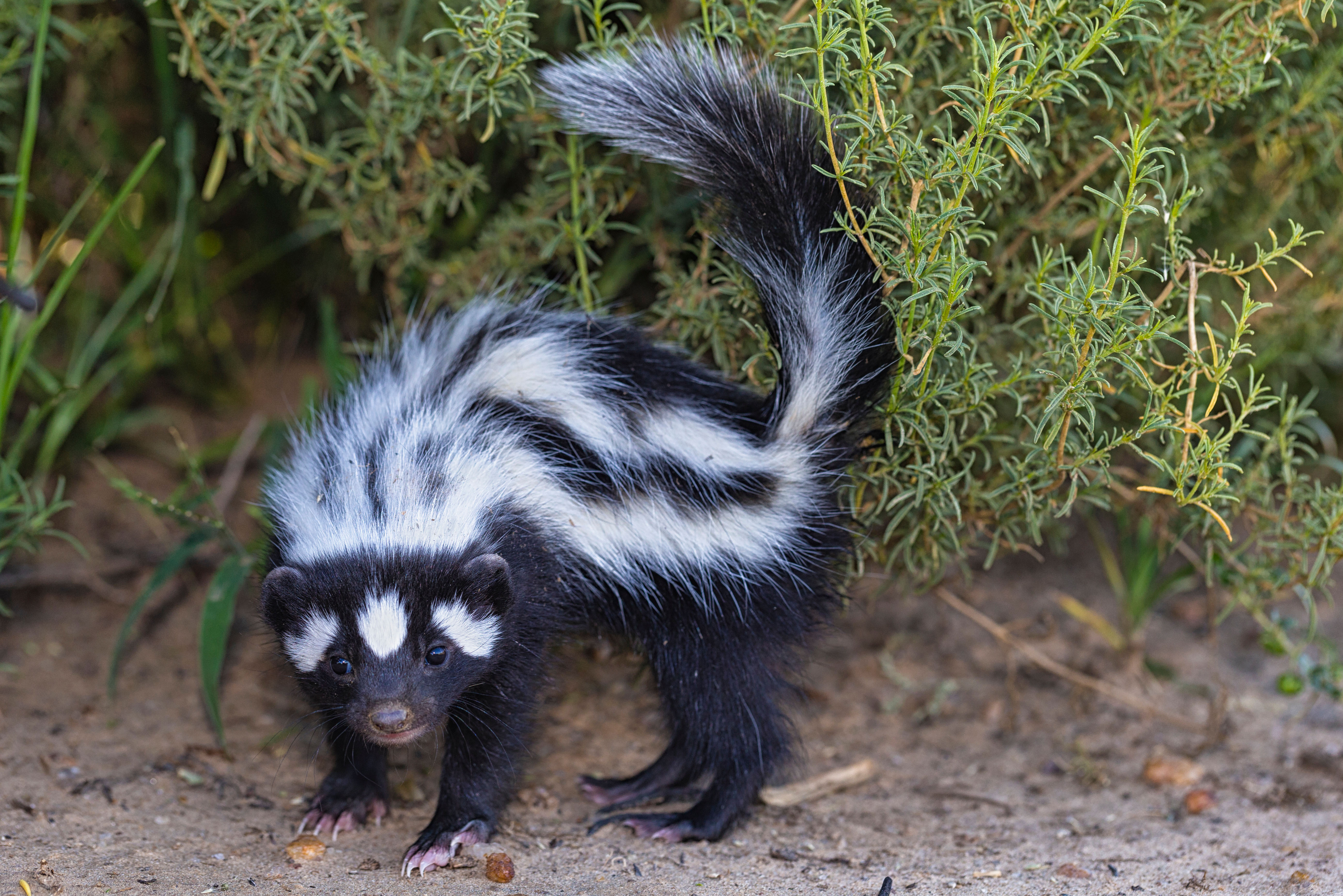 Zorilla, also known as the striped polecat