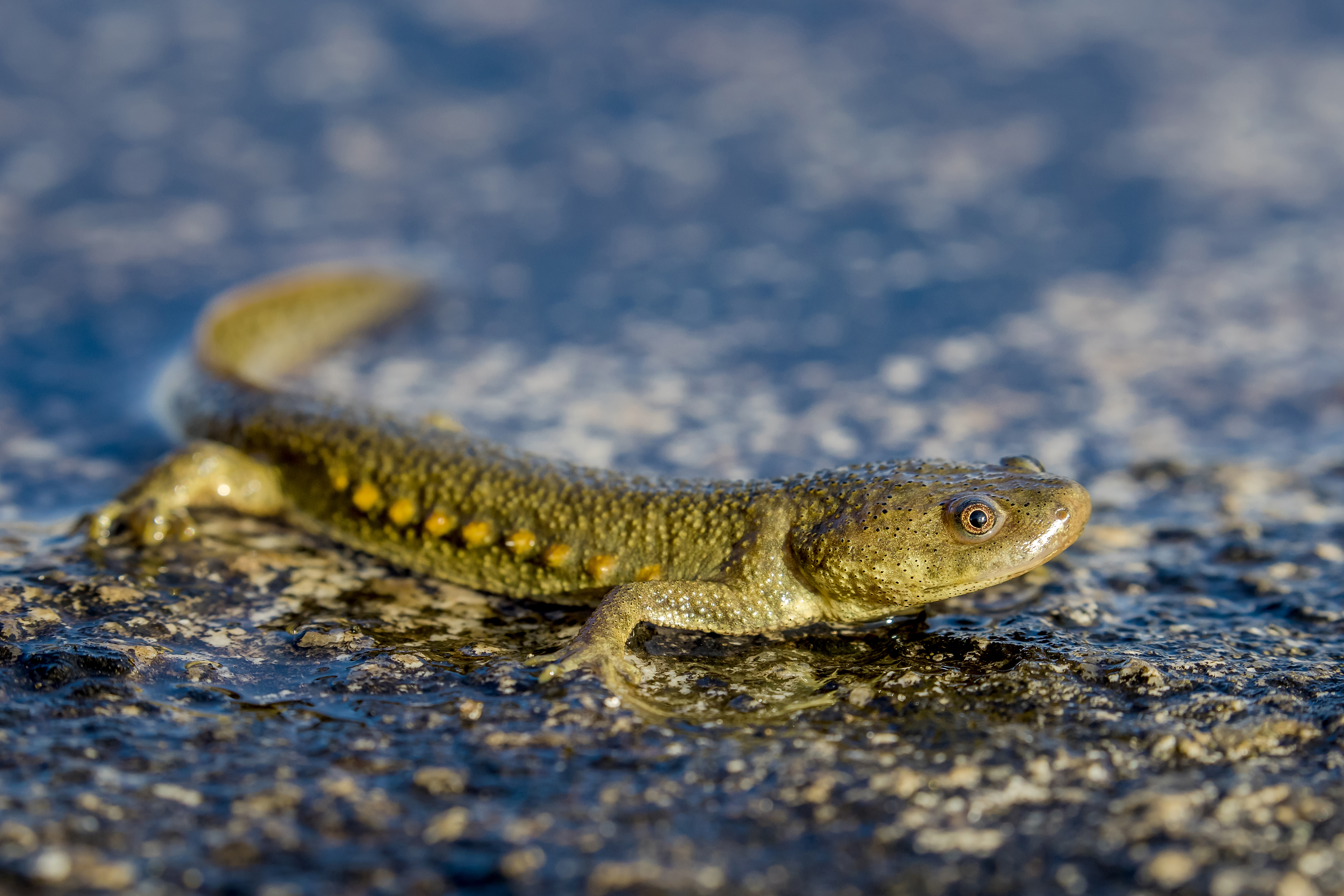 Sharp-ribbed newt