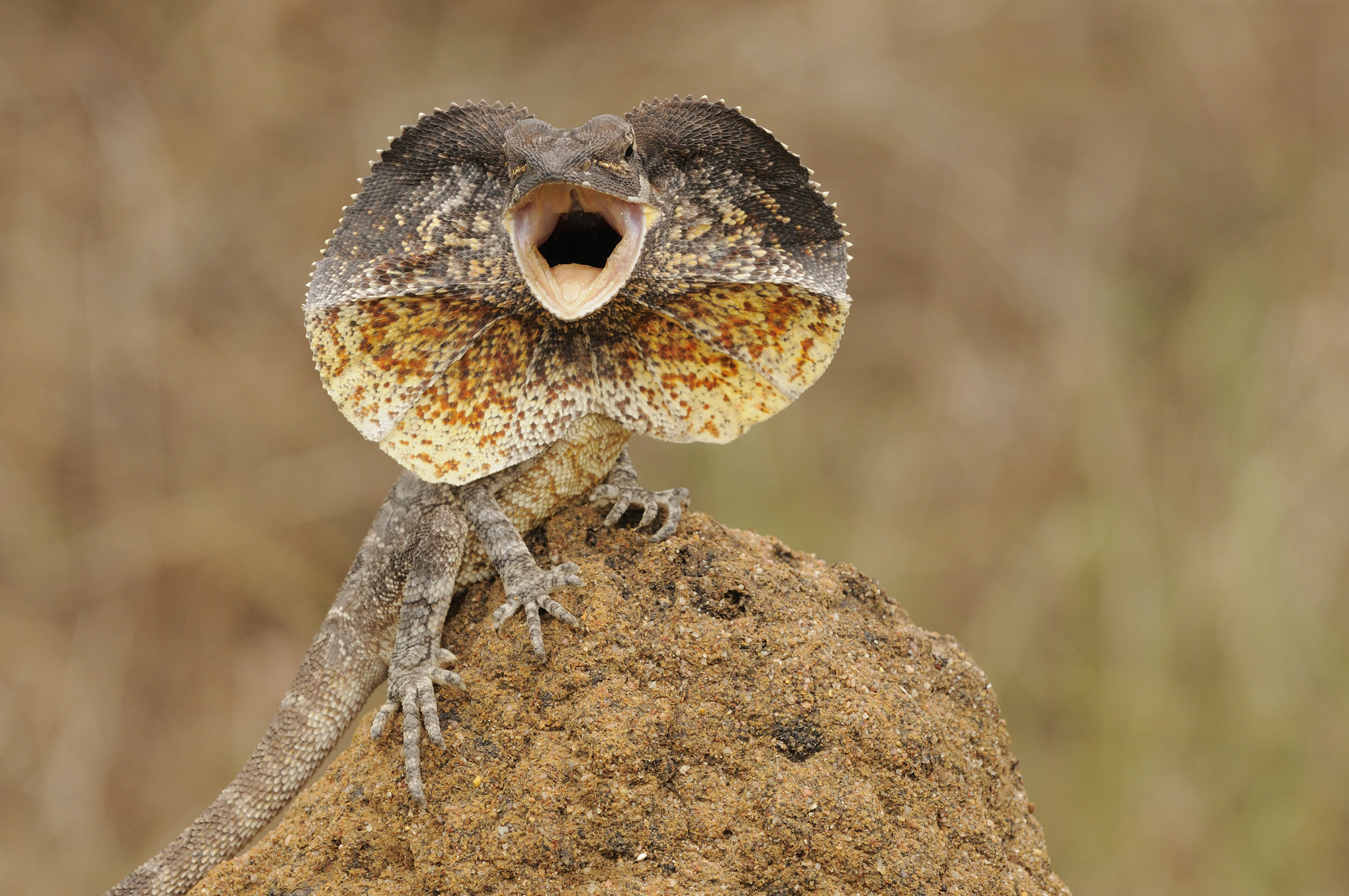 Australian frilled lizard