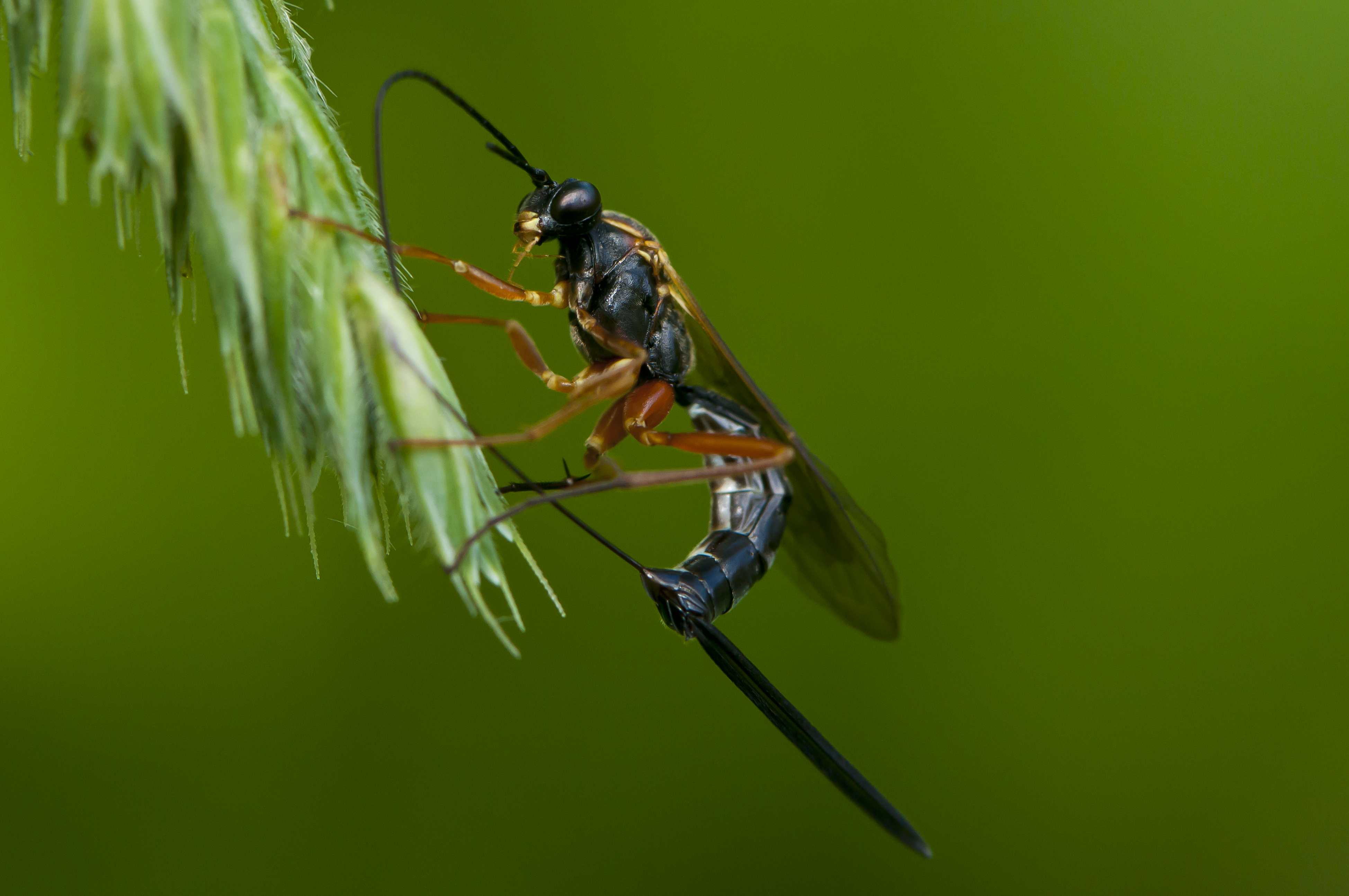 Parasitoid wasp laying eggs